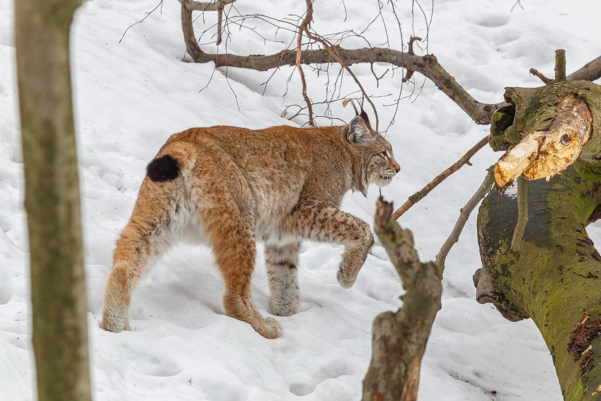 Koen Frantzen | Nature Photography - Euraziatische lynx / Eurasian lynx ...