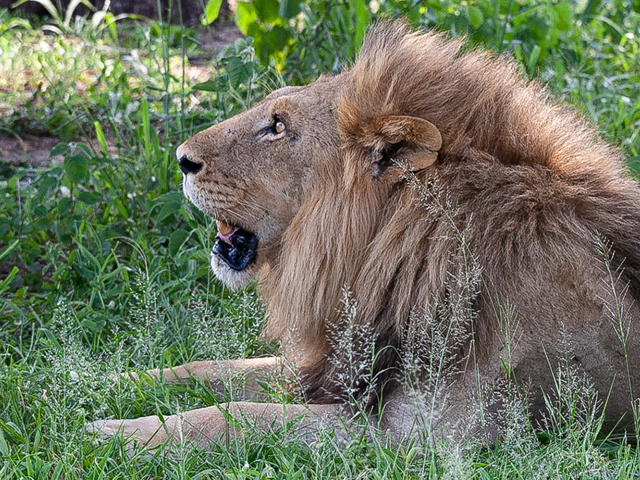 Koen Frantzen | Nature Photography - Afrikaanse leeuw / African lion ...