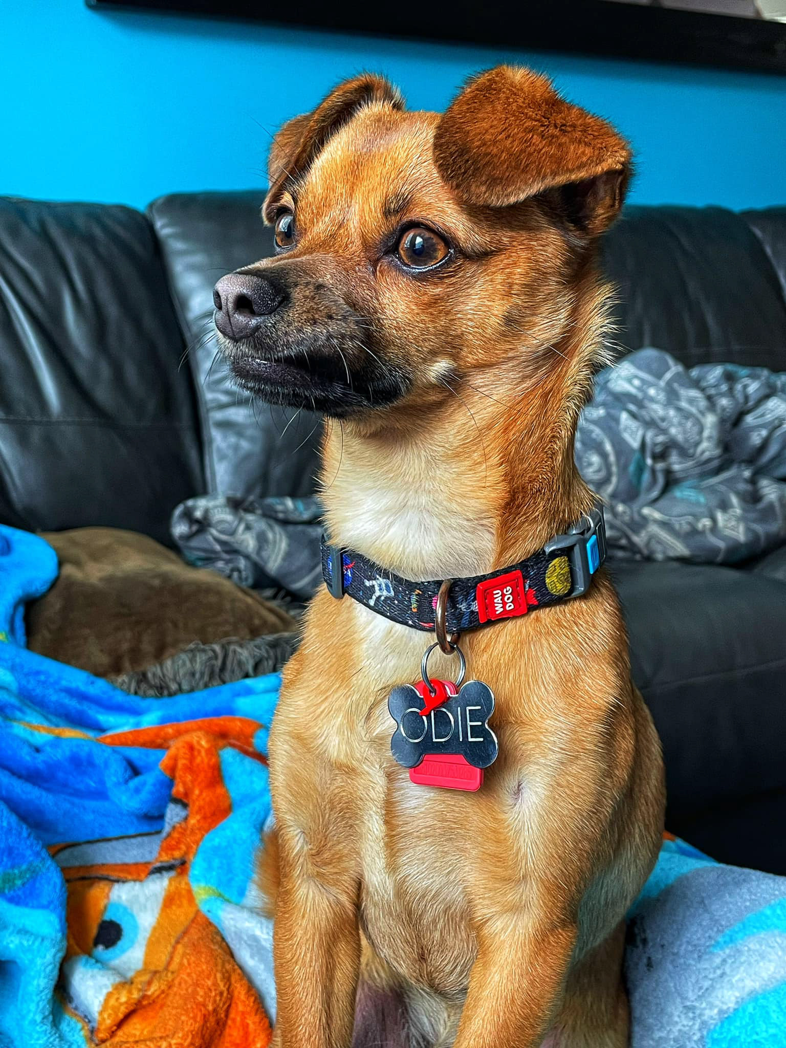 Odie the Chorkie
