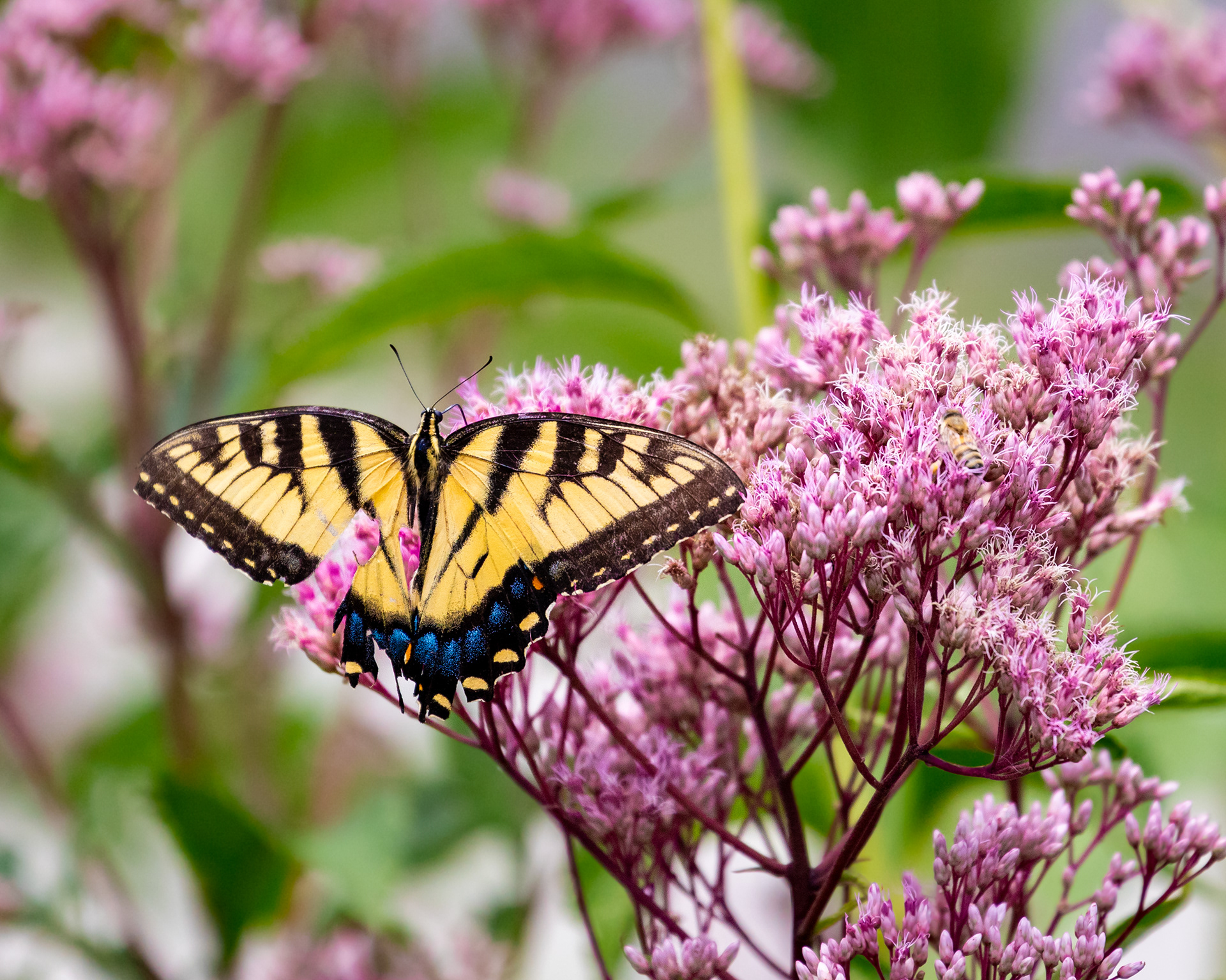 Tiger Swallowtail Butterfly. Hamden, Connecticut.