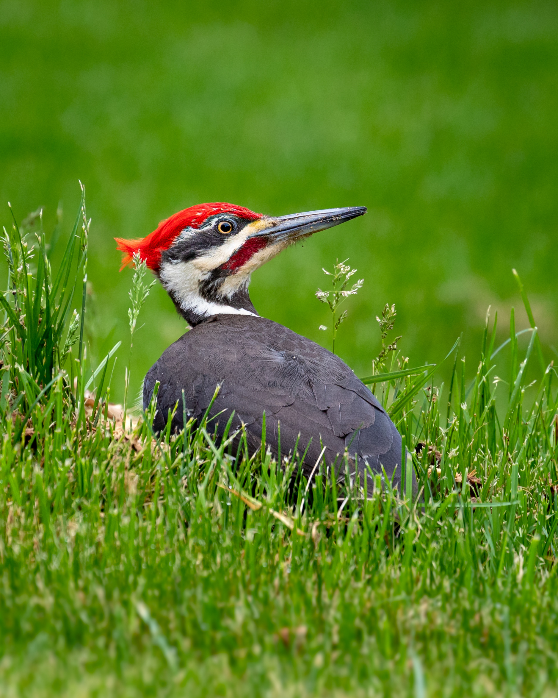 Pileated Woodpecker. Hamden, Connecticut