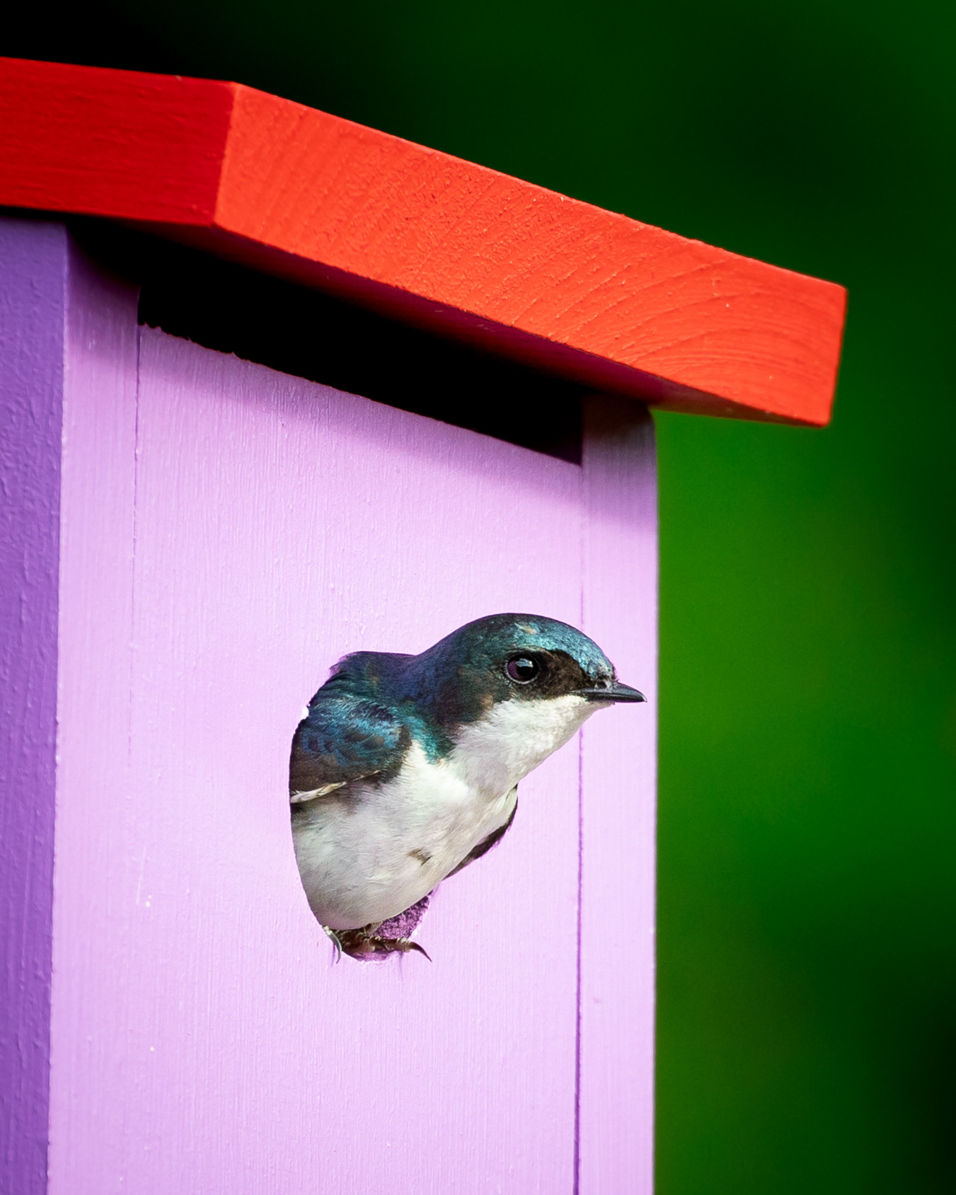 Tree Swallow Hamden, Connecticut