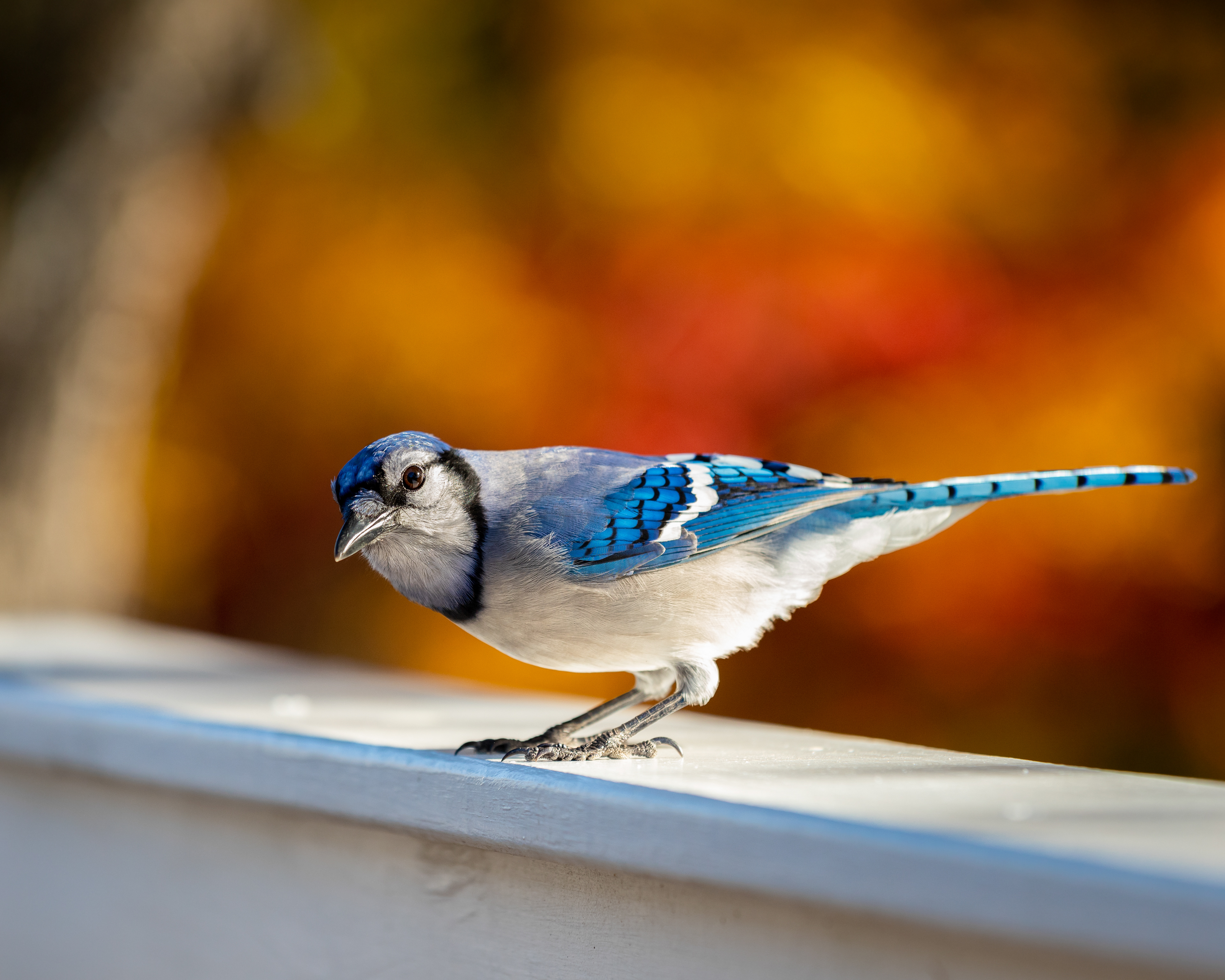 Blue Jay. Hamden, Conneciticut