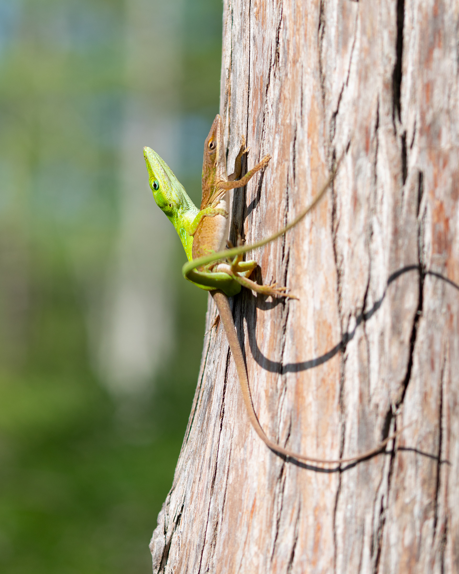 Green Anoles. Audubon's Corkscrew Swamp Sanctuary