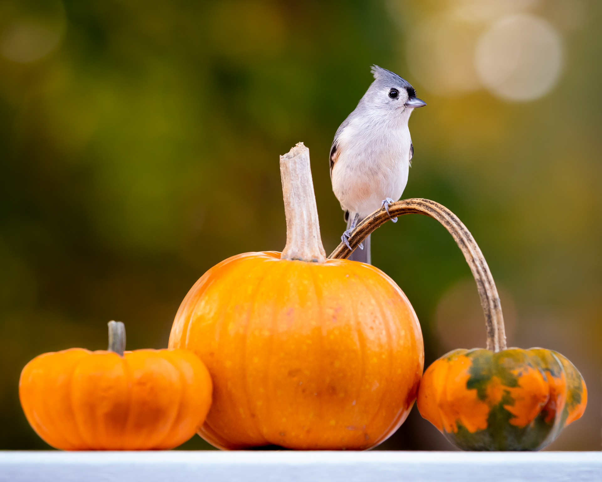 Tufted Titmouse. Hamden, Connecticut