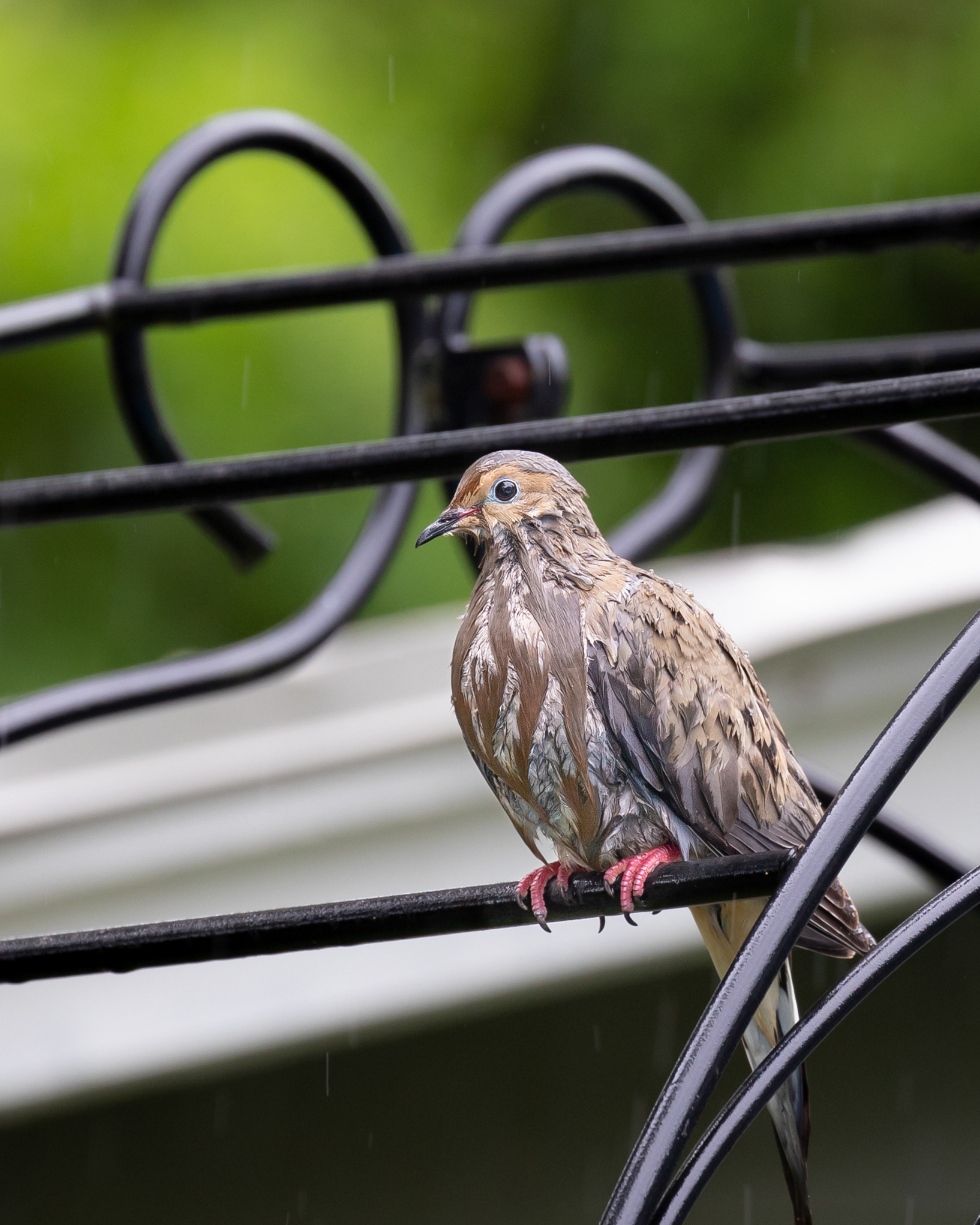 Mourning Dove in the rain. Hamden, Connecticut