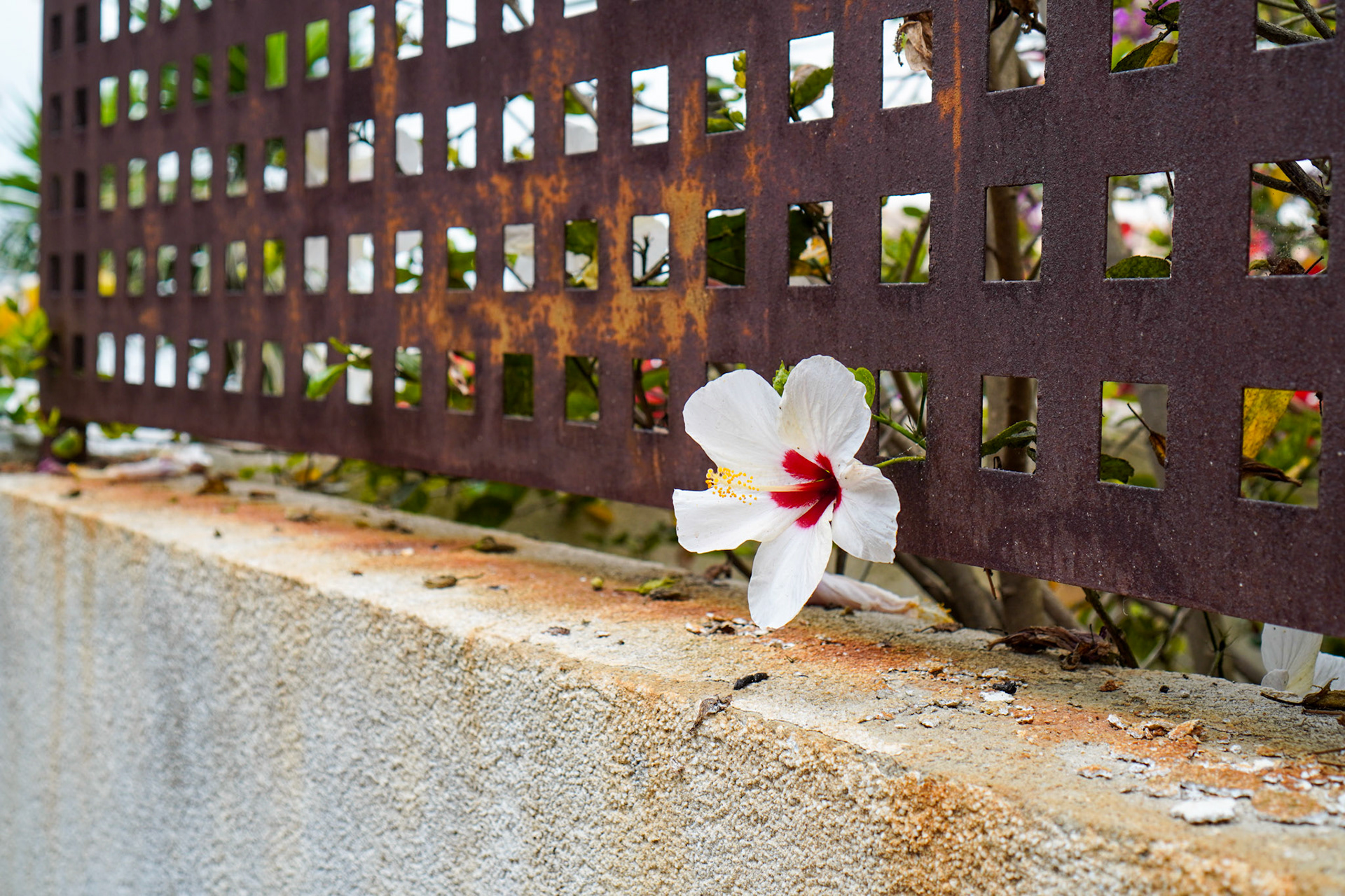 Cala Ratjada, June 2024