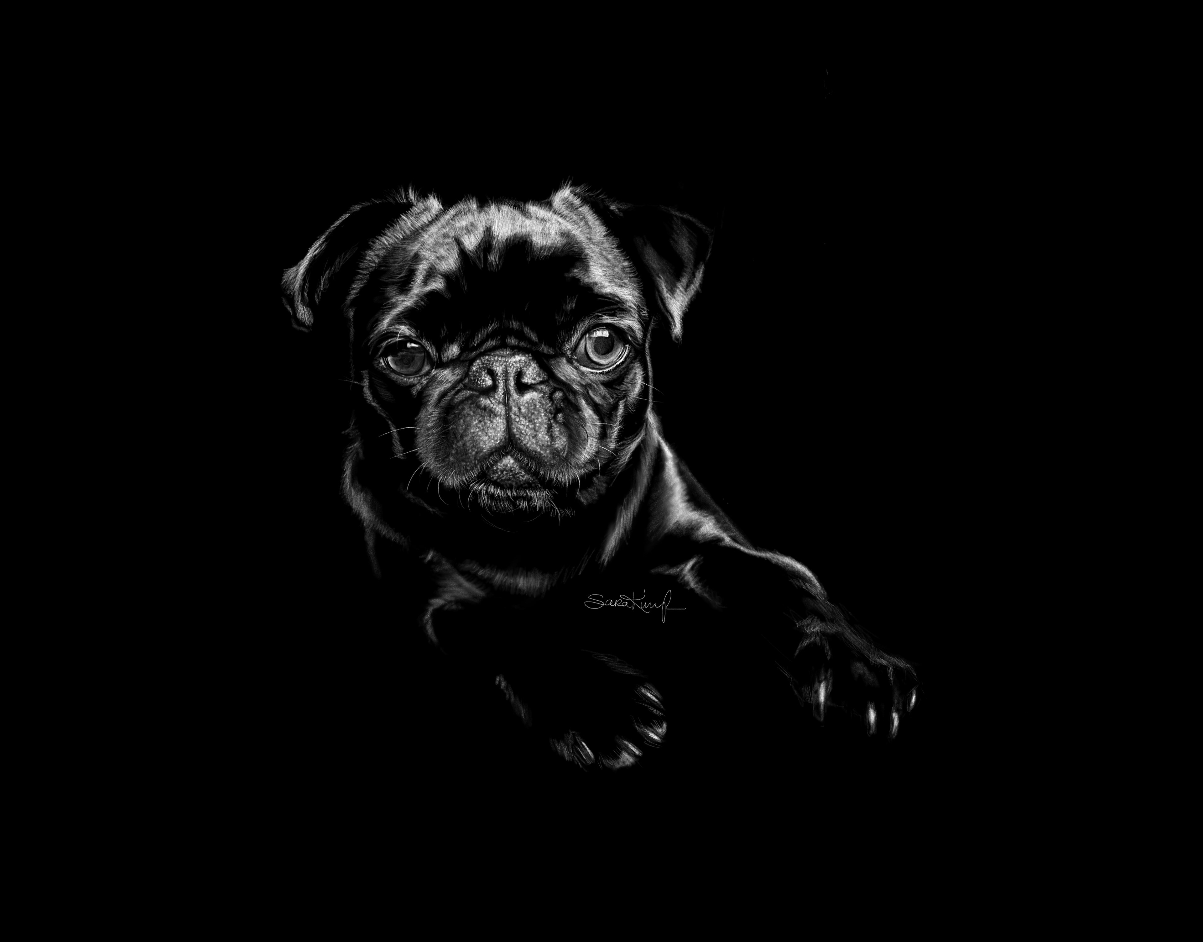 roux - digital drawing