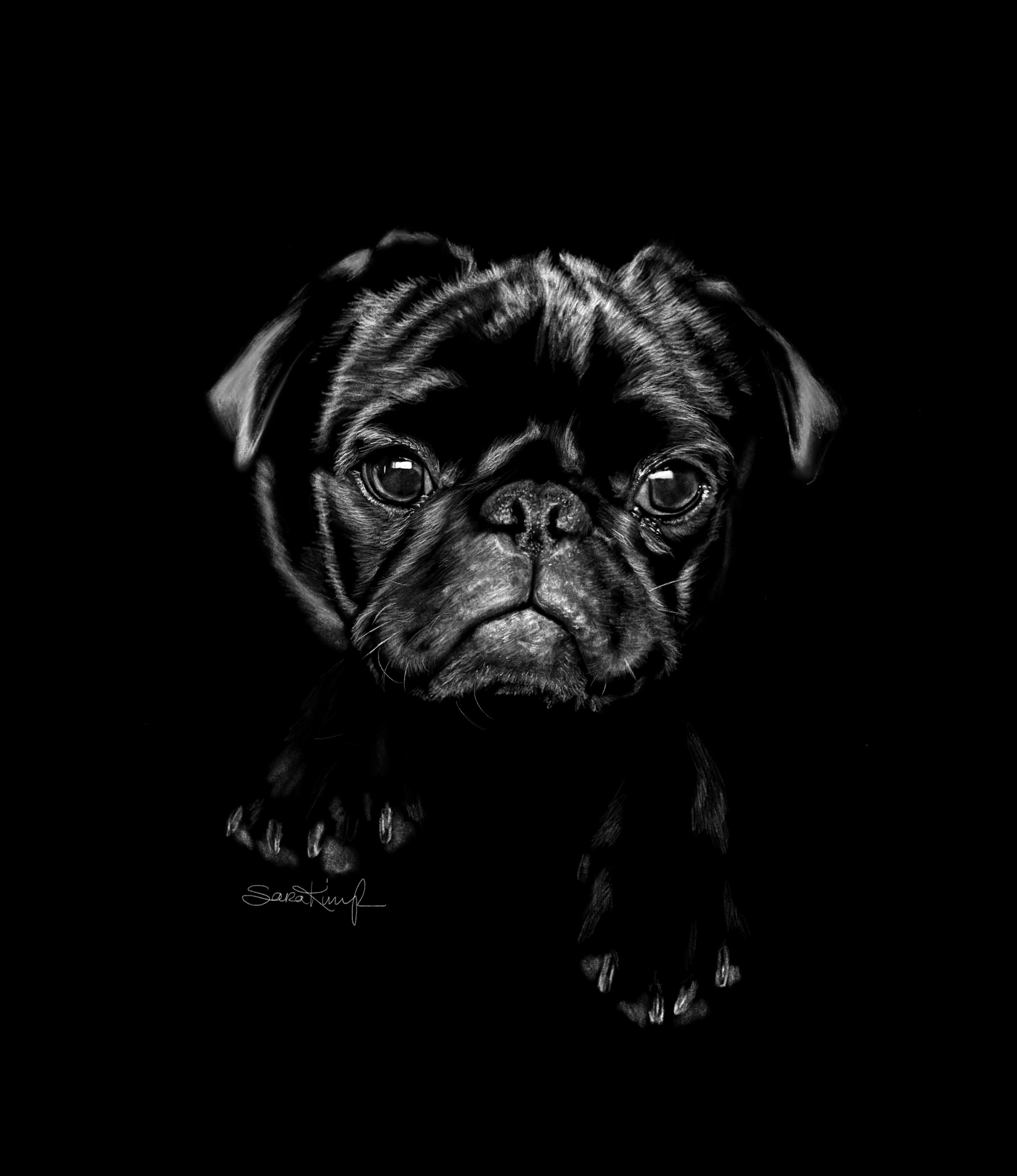 walter - digital drawing