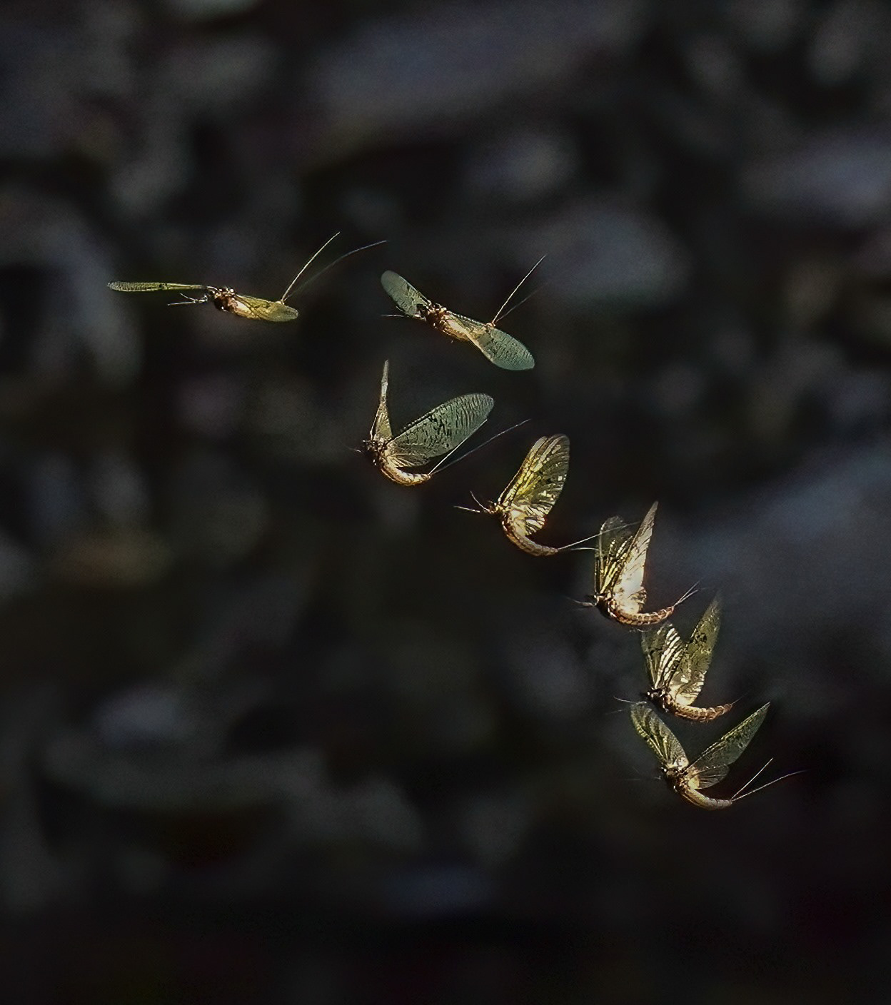 Mayfly