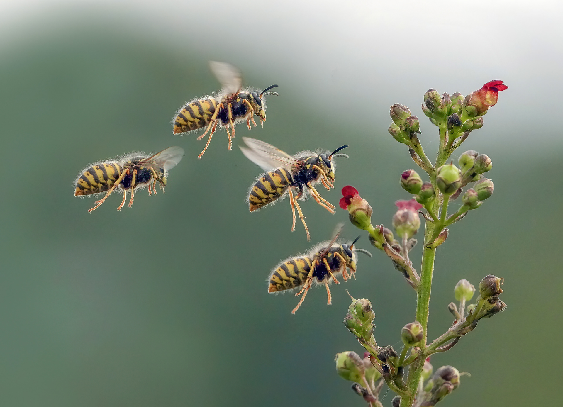 Wasp