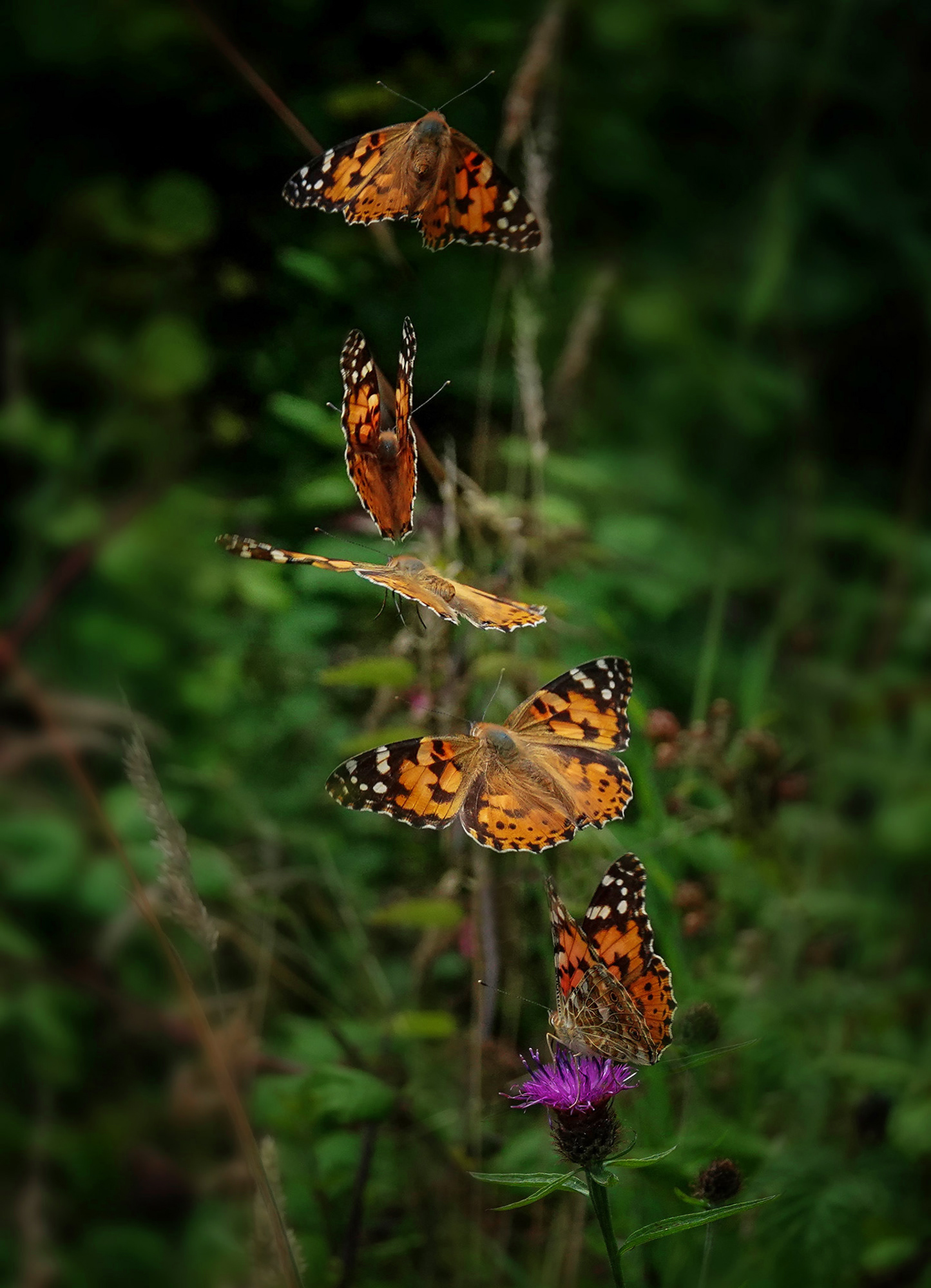 Painted Lady