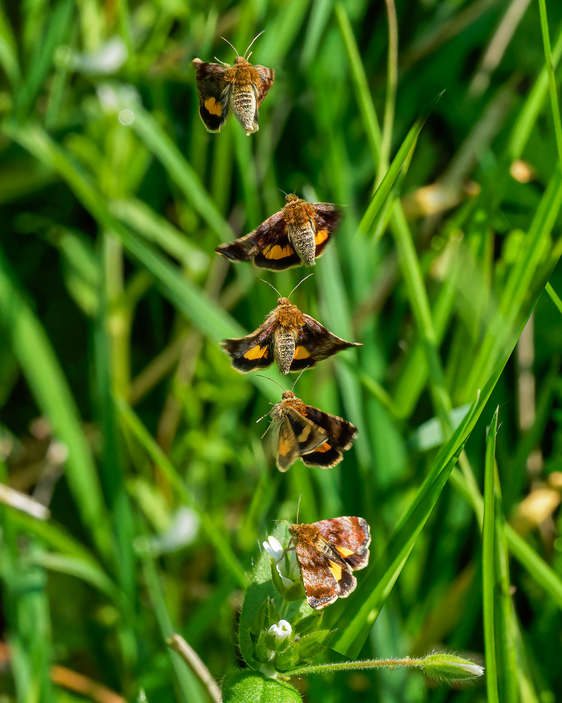 Mint moth
