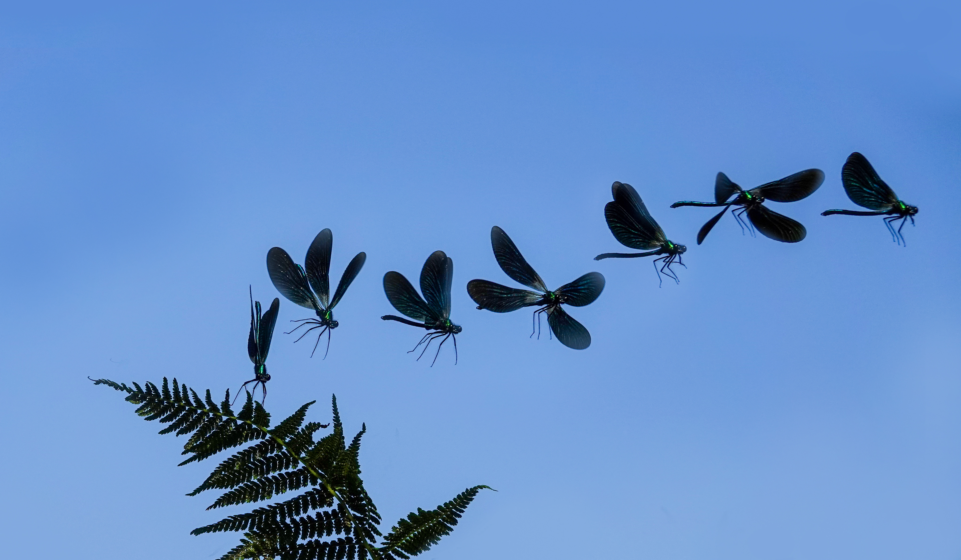 Beautiful Demoiselle