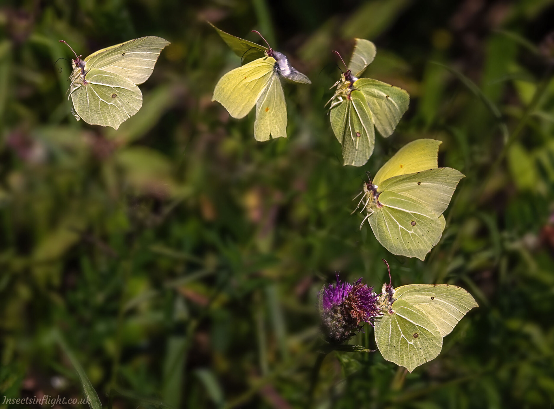 Brimstone