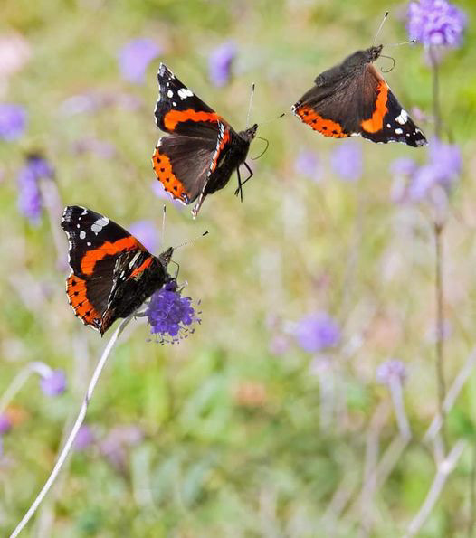 Red Admiral