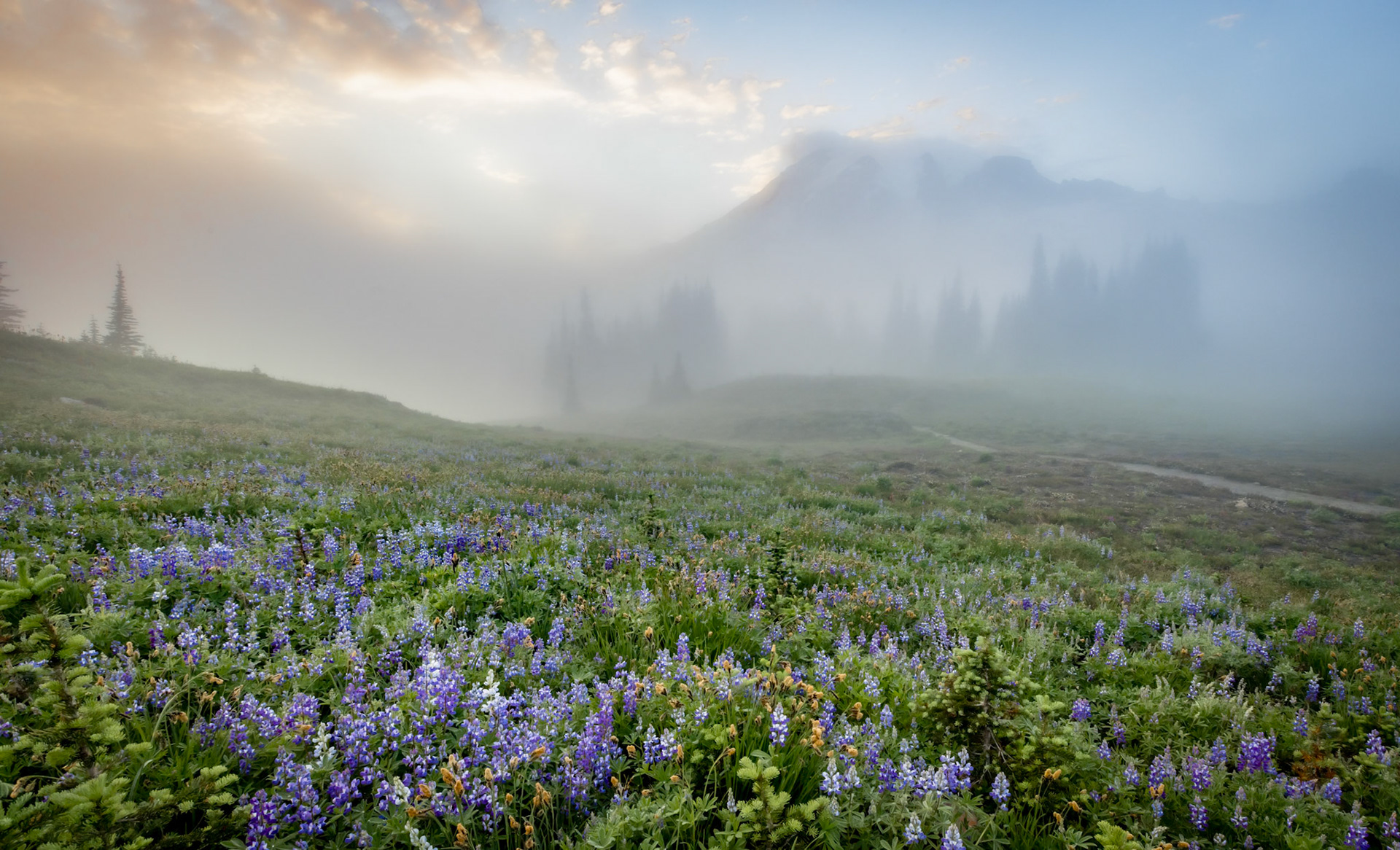 Rainier Fog Wildflowers 2025, Wide Sweep