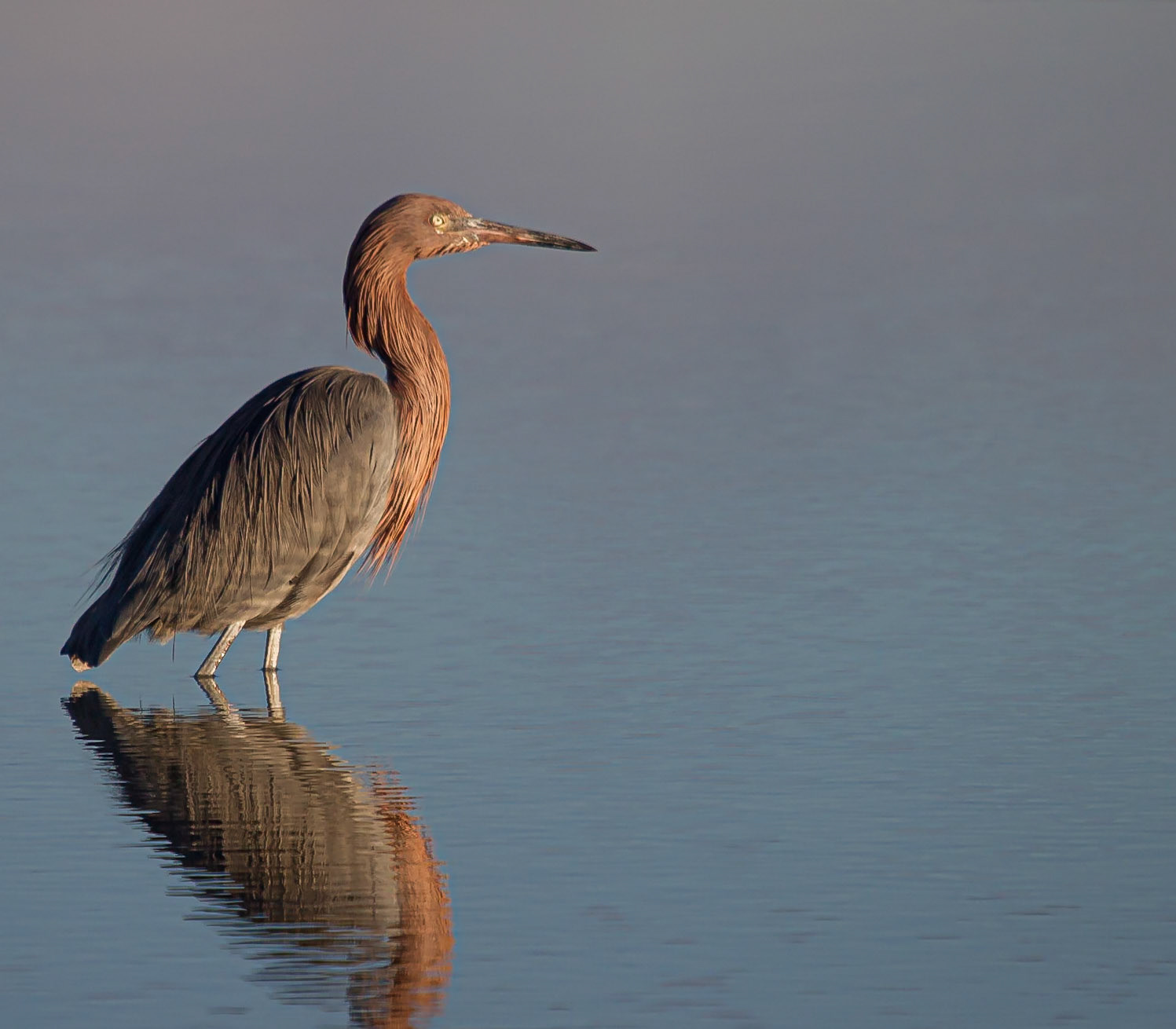 Reddish Egret