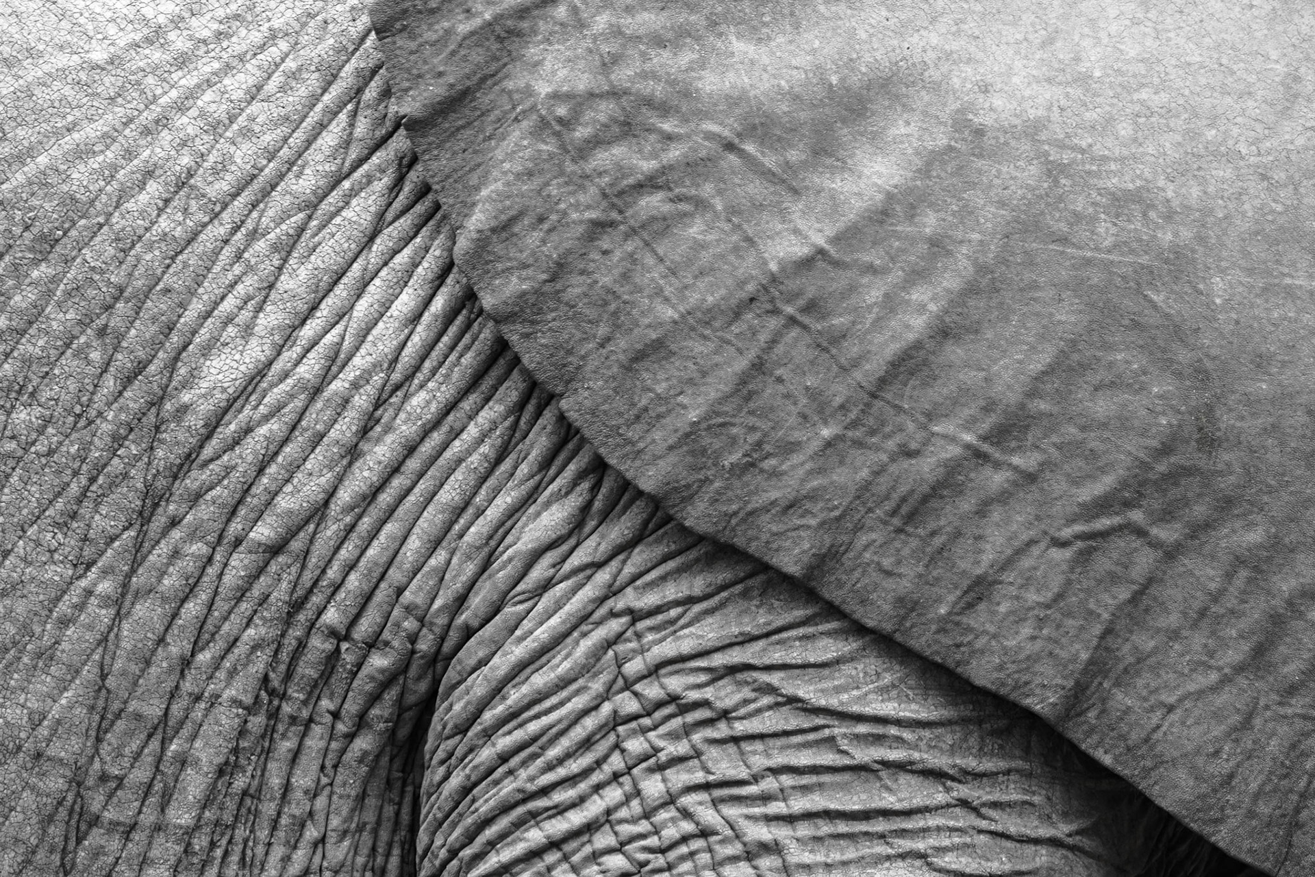 The variety of textures on this elephant skin fascinates me. I enjoy exploring every little spot discovering new little patterns – like unending beauty. It seems I’m in the presence of someone who has been here for a long time – though I have no idea how old this elephant was.