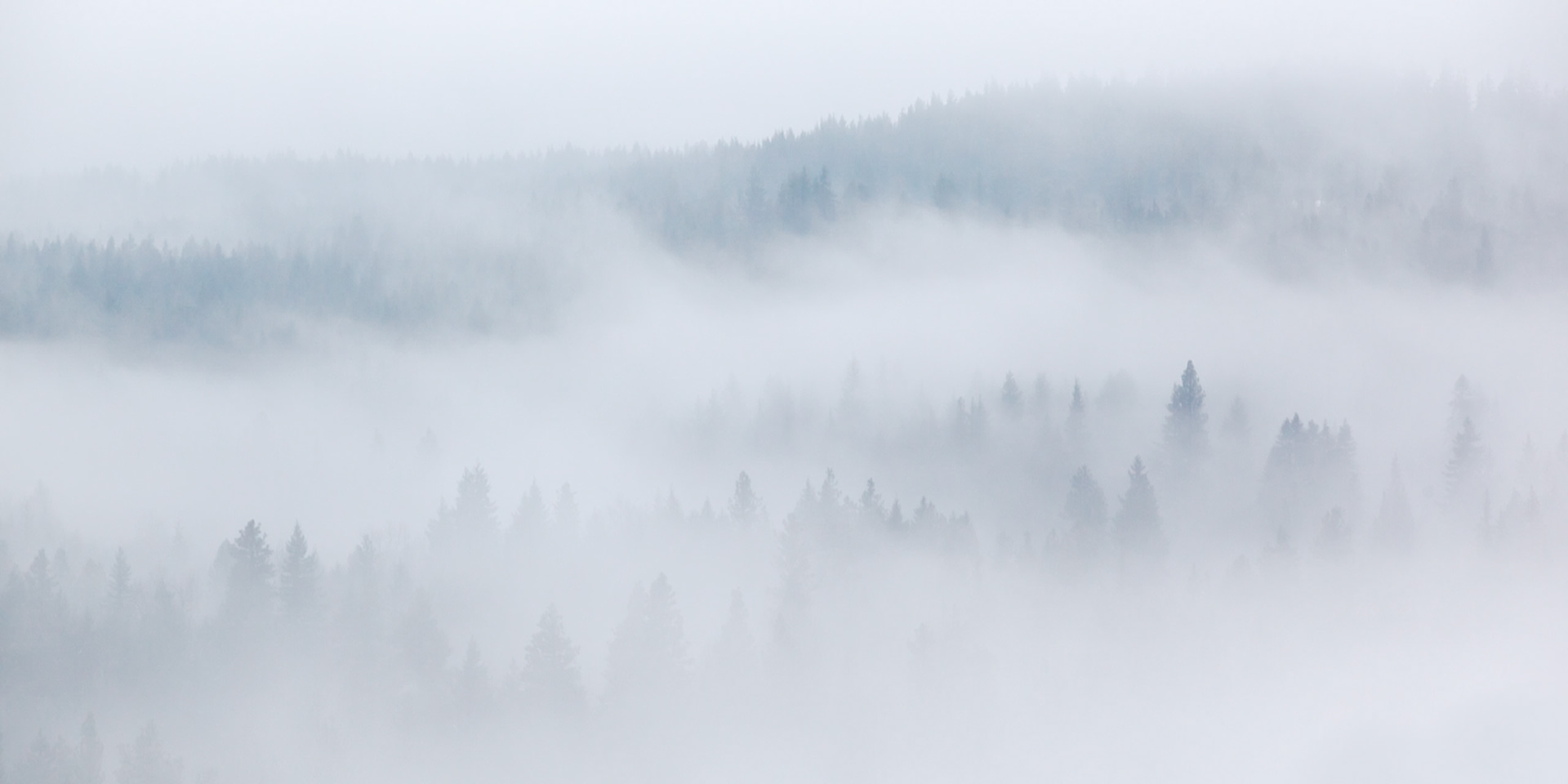 Fog Rolling Over Pine Ridgelines, Washington State