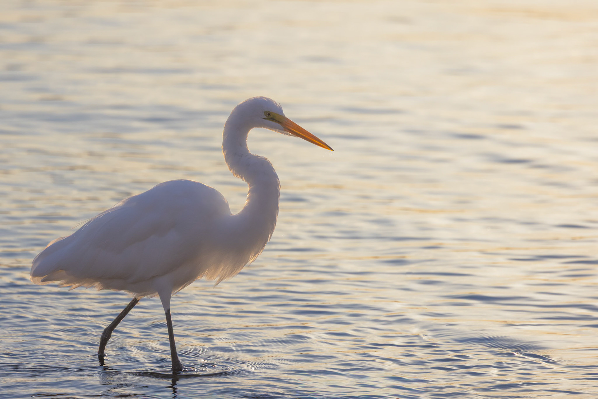 Great Egret, Aremi