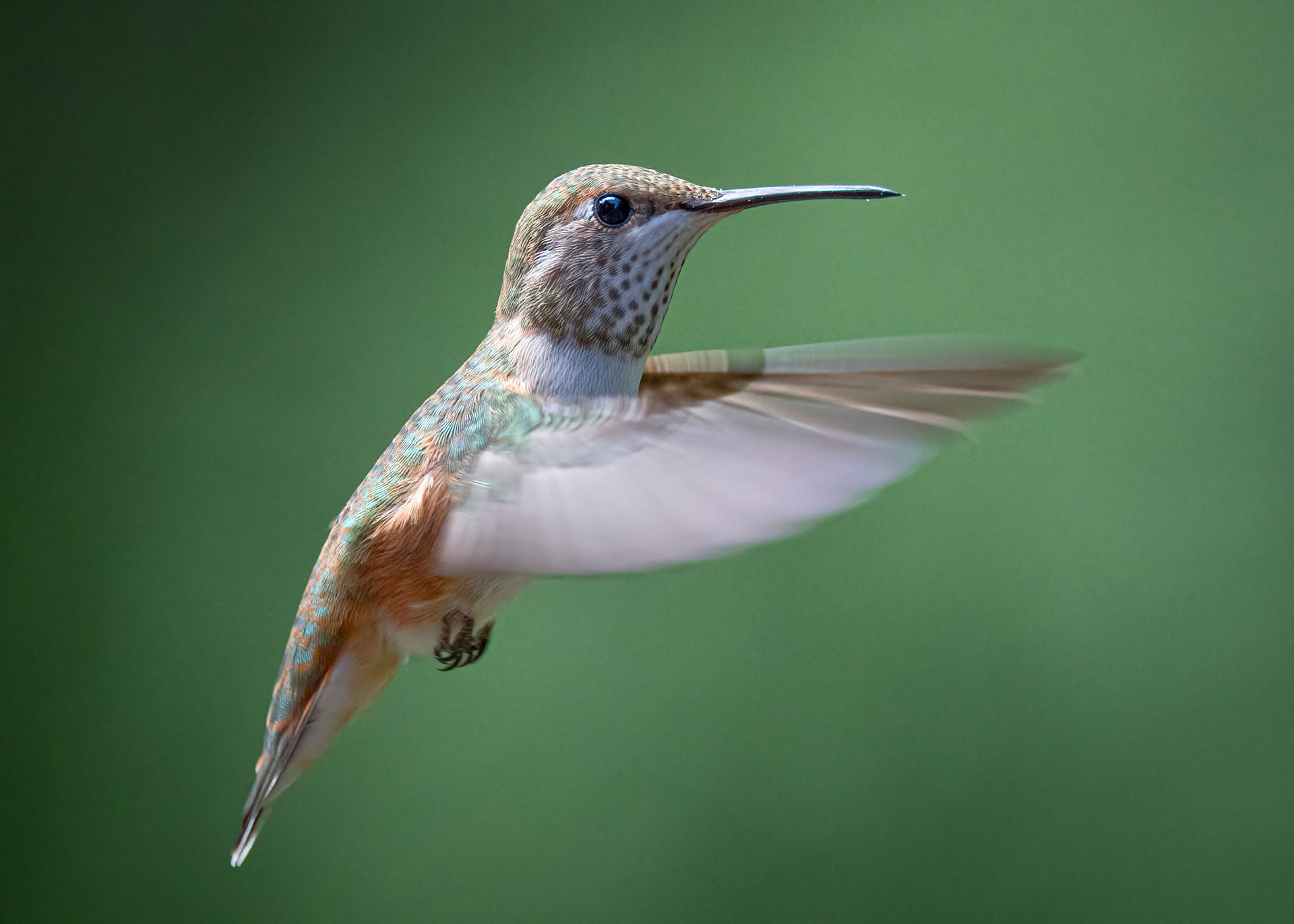 Rufous Hummingbird, Sammamish, WA