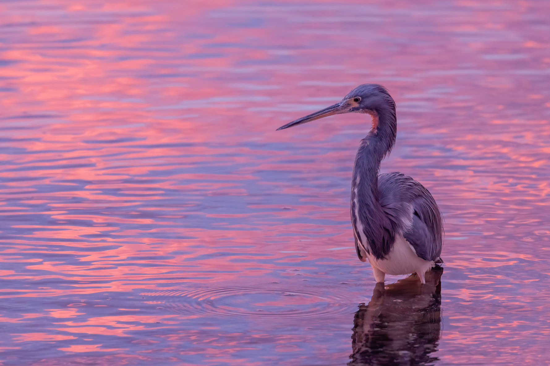 Tricolored Heron, Aremi