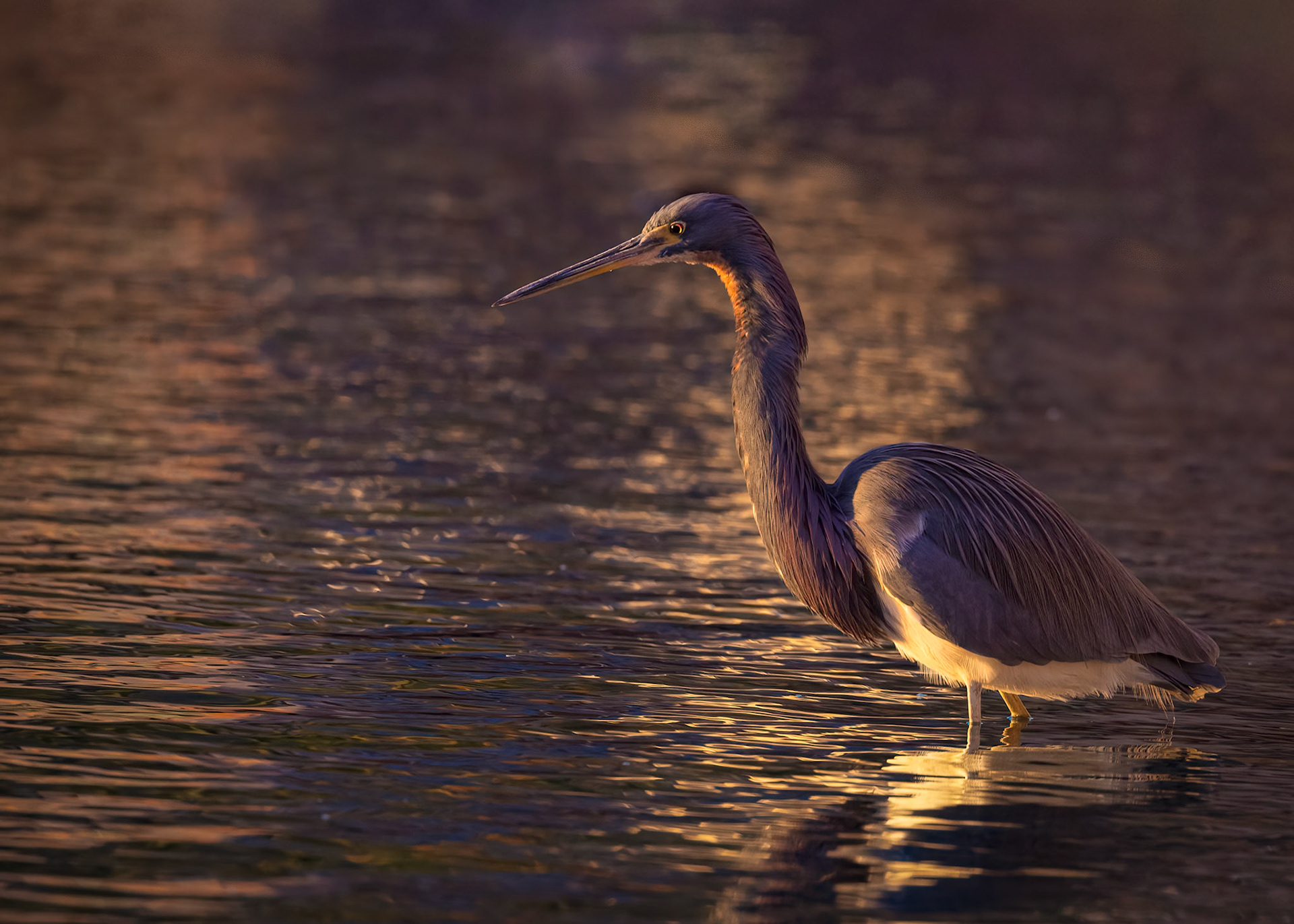 Tricolored Heron, Copper Sunset Reflection