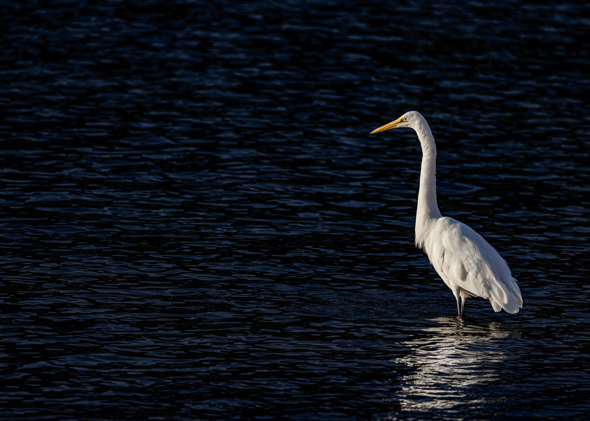 Great Egret, Aremi