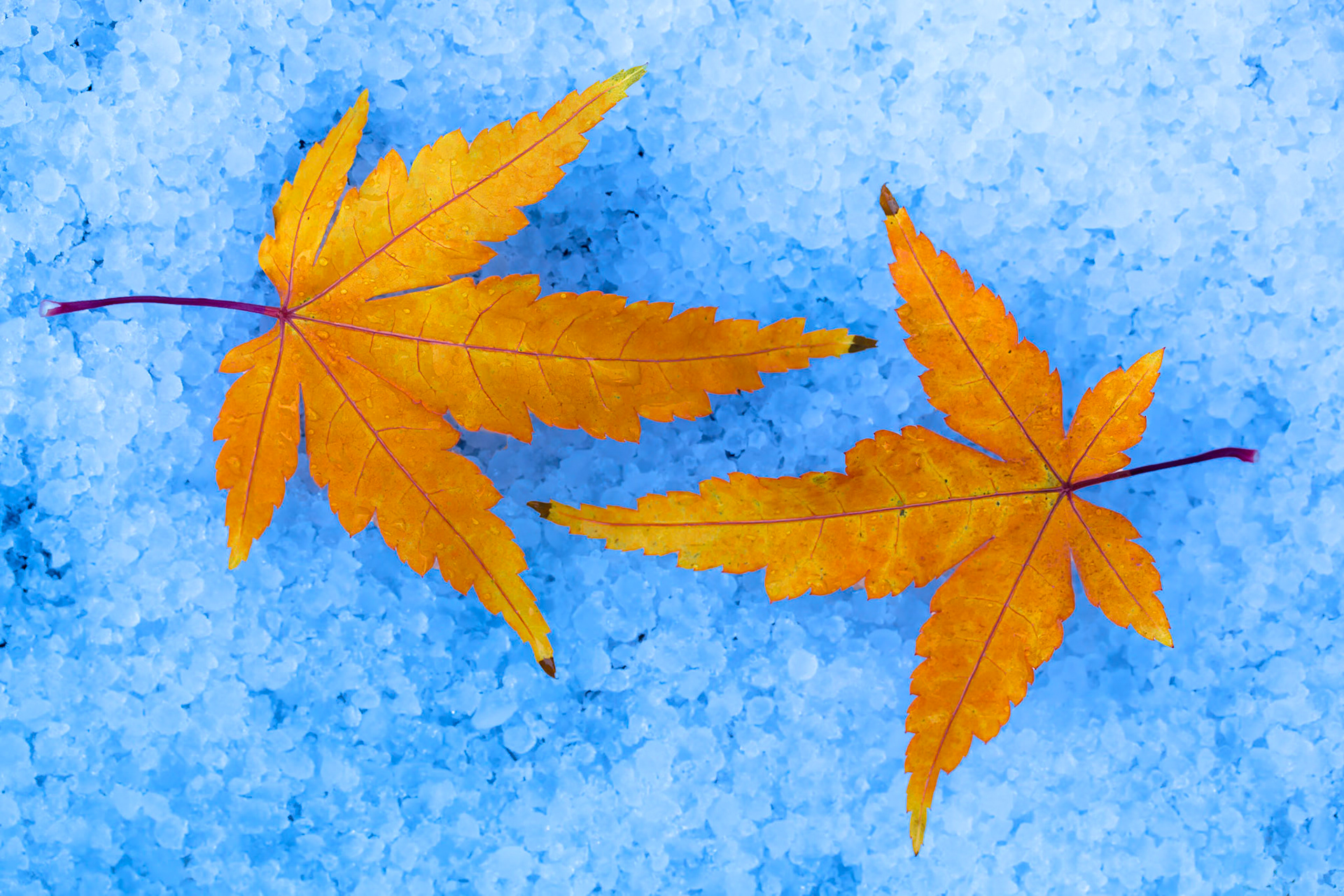 Golden Maple Leaves on Blue Hail