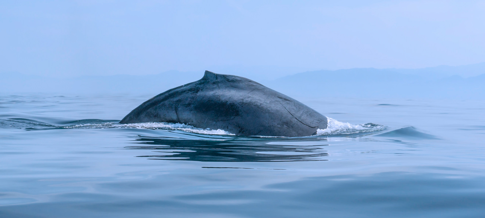 This wasn’t meant to be a photo trip but a family cruise over the holidays. We booked a whale-watching tour, but I hadn’t packed my long lens or the camera I use for wildlife. I had my mirrorless Canon Alpha. I bought this camera because it is light and compact and the glass quality is superb. I don’t yet know if I love it or hate it. It has a personality disorder. It can’t decide if it’s a consumer electronic gadget or a serious photography camera. It has a great sensor and horrible ergonomics and clumsy controls.  All through the tour I took photos not knowing if they were even in focus. For a while the whales were relatively far away. They would come up for air, then submerge for several minutes. Then suddenly two of them emerged not more than 15 meters away. The zodiac went slient for a few seconds and we could hear the water slush and trickle as the gentle creatures swam by. One passenger asked if the whale was a afraid of us – the guide chuckled.. “… we should be afraid of them.. they are twice the size of this boat..”.  Back home I realized I indeed had photos in focus, and the sensor on the camera has incredible dynamic range so I was able to extract a lot of detail. I can’t really explain why this photo makes me feel serene.