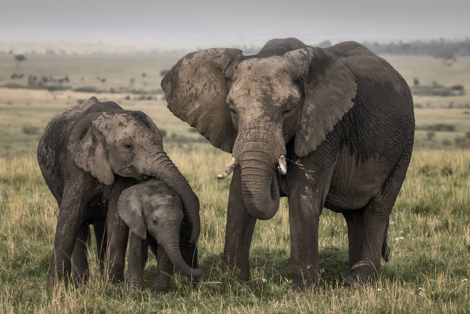 Elephant Family, Masai Mara
