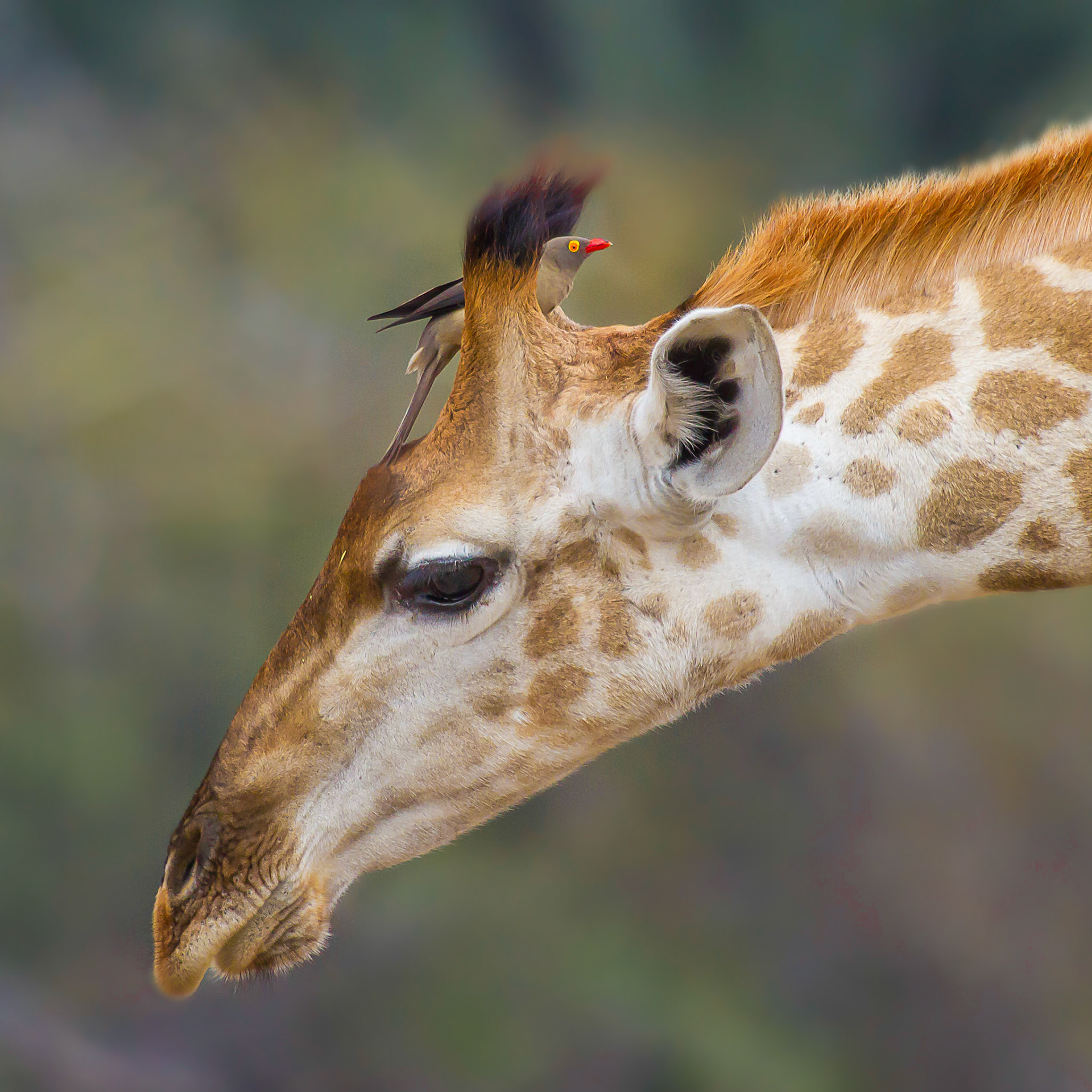 This is my favorite of two thousand seventeen. There were several giraffes, all with a few red-billed oxpeckers poking around. Both the guide and my family were very patient as I waited for both giraffe and bird to pose to be photographed.