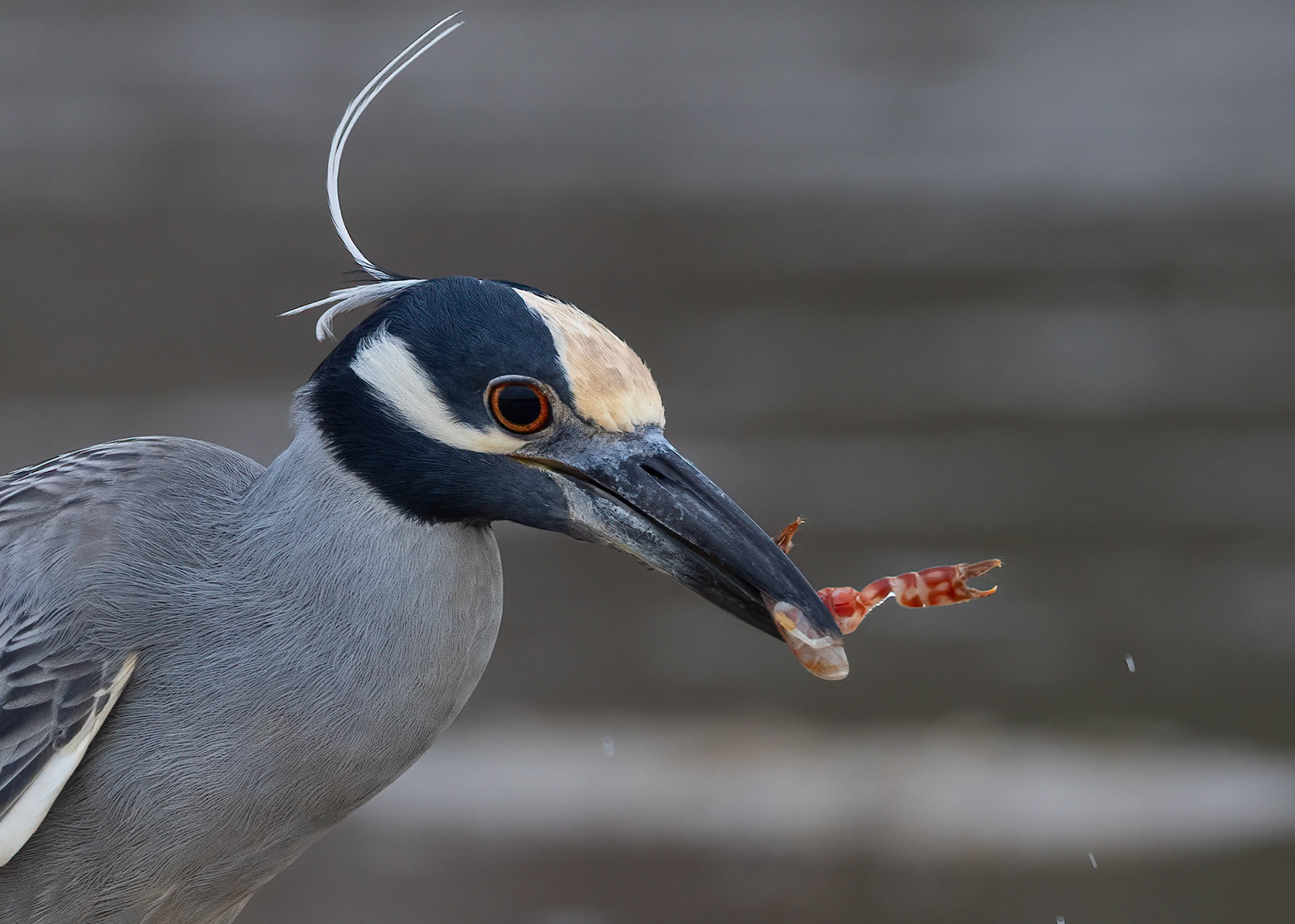 Yellow-crowned Night Heron, Aremi