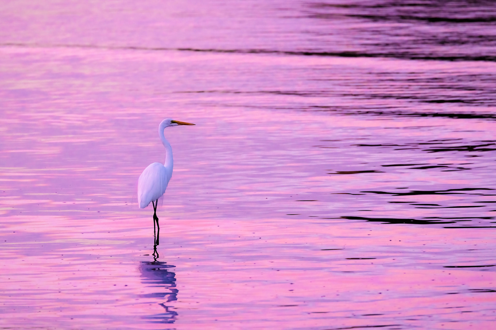 Great Egret in Pink-Purple Flat Water
