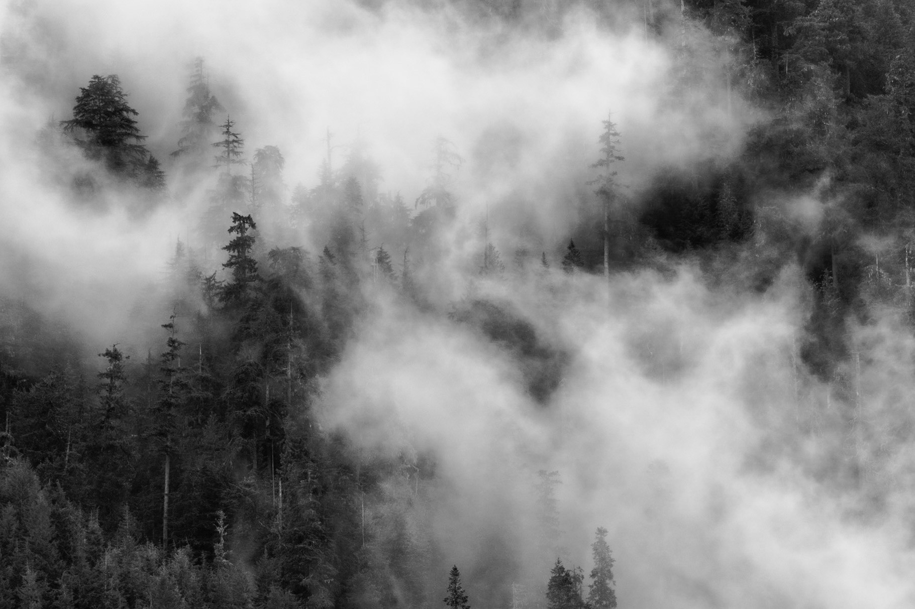 Snoqualmie Fog Forest, Dramatic B&amp;W