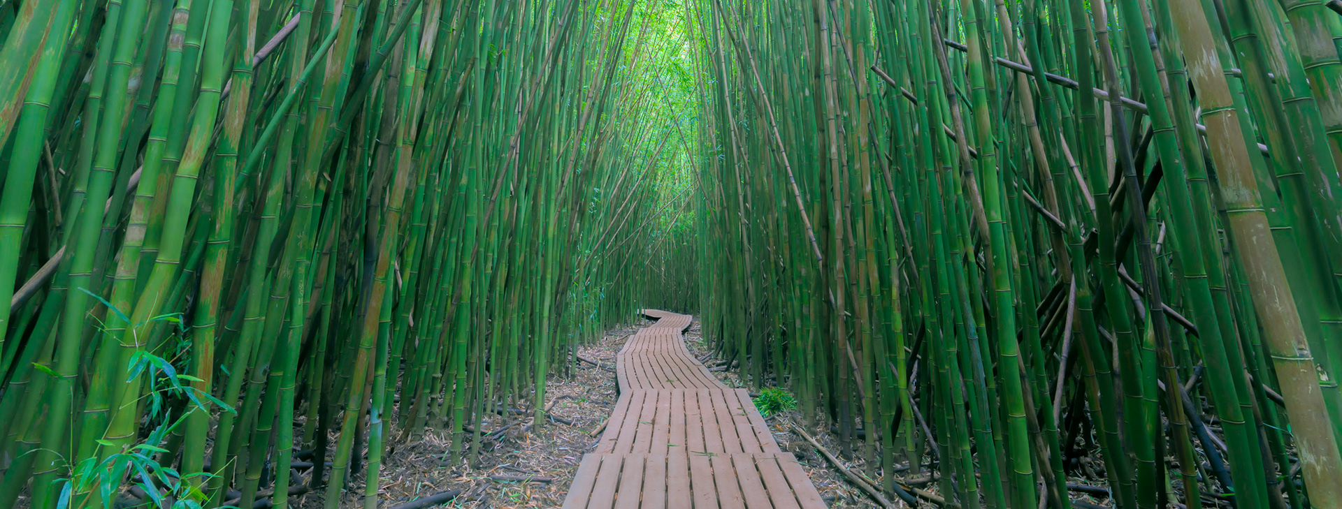The Forest
