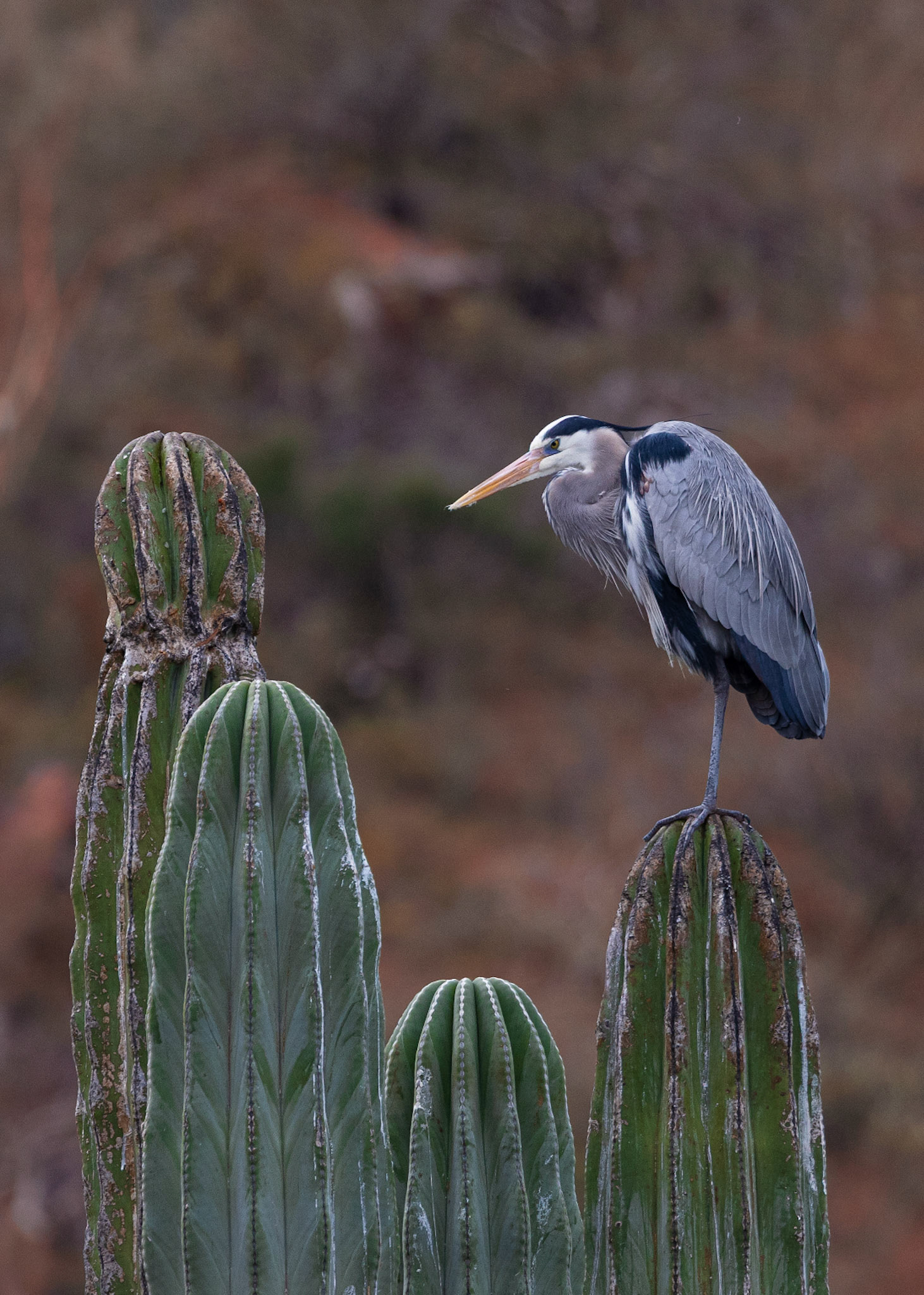 Great Blue Heron, Aremi