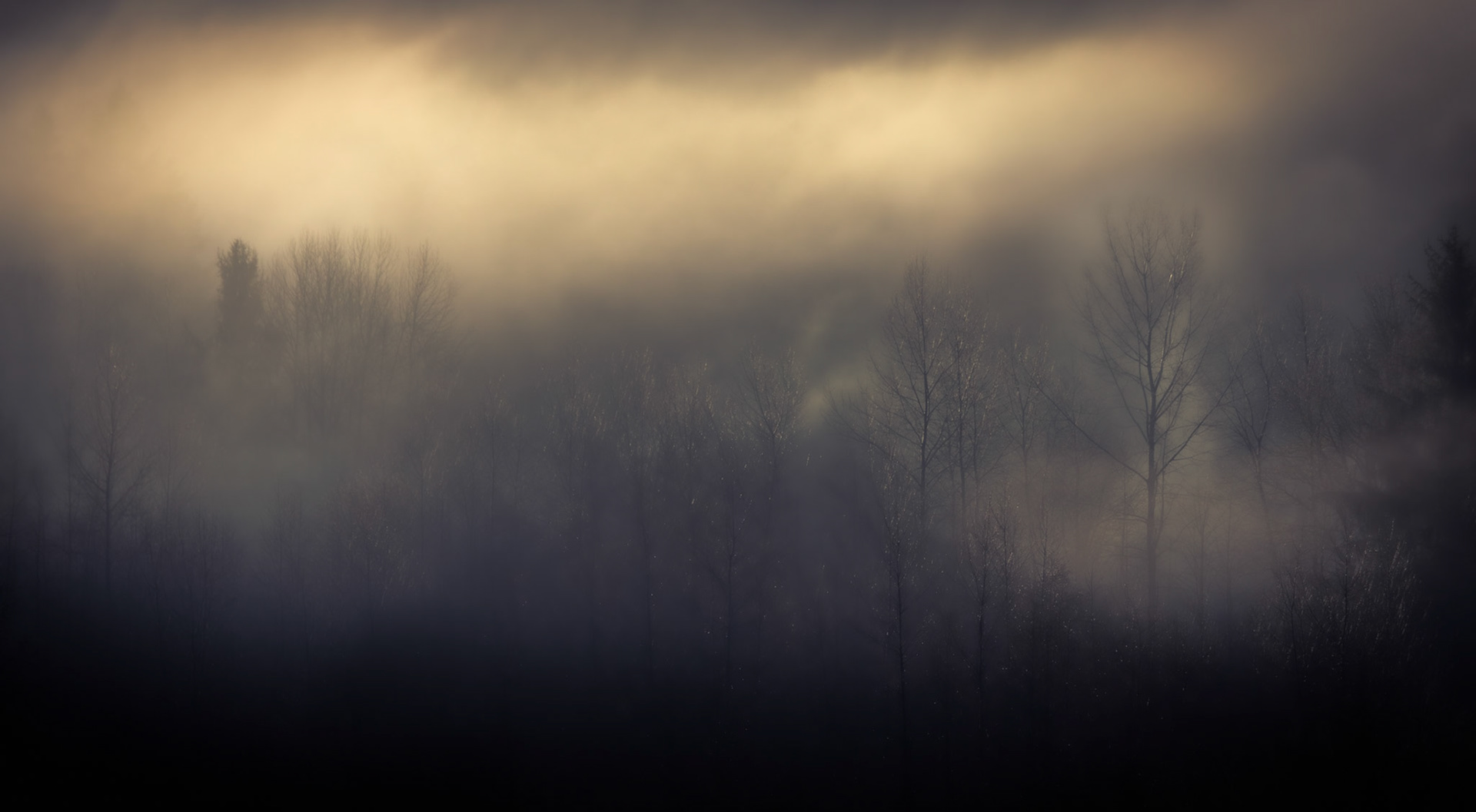 Golden Fog Through Bare Trees, Turner-Like