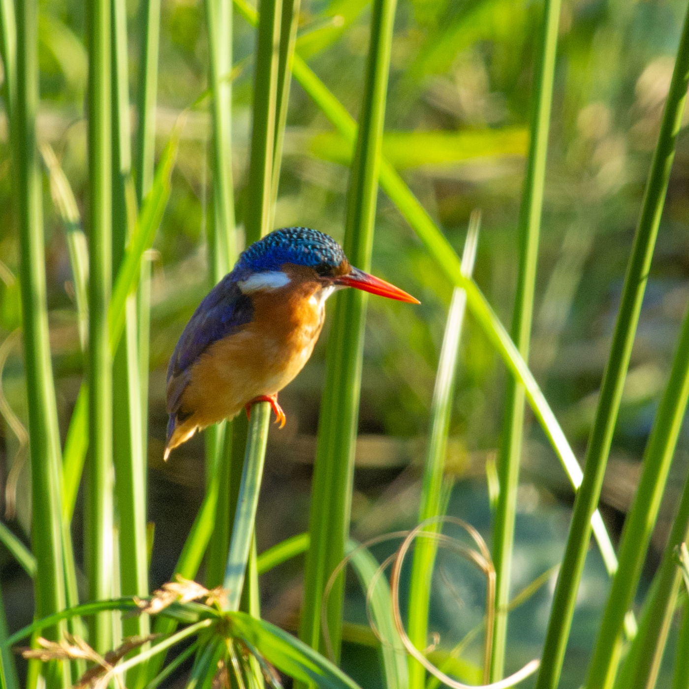 Malachite Kingfisher