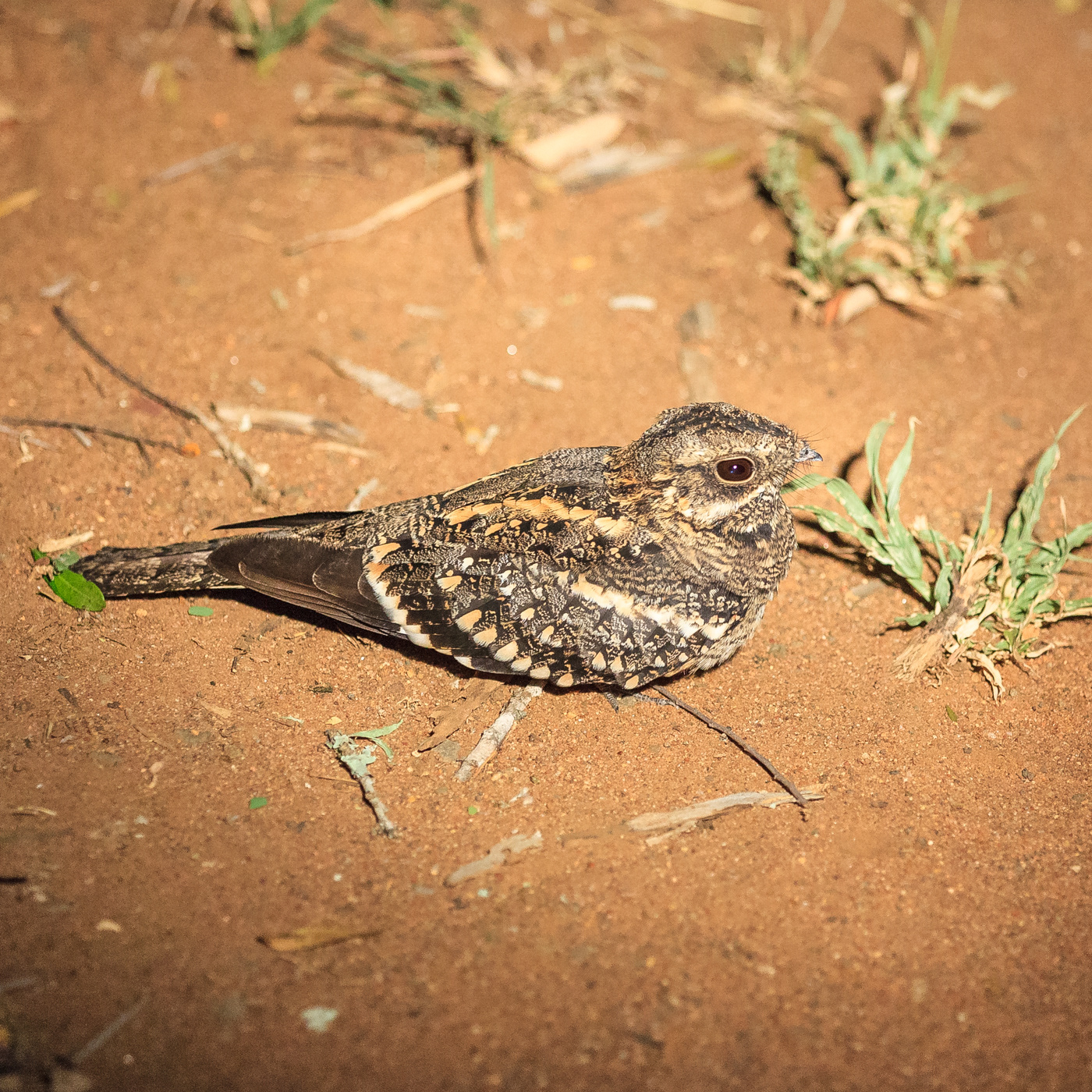 Fiery-necked Nightjar