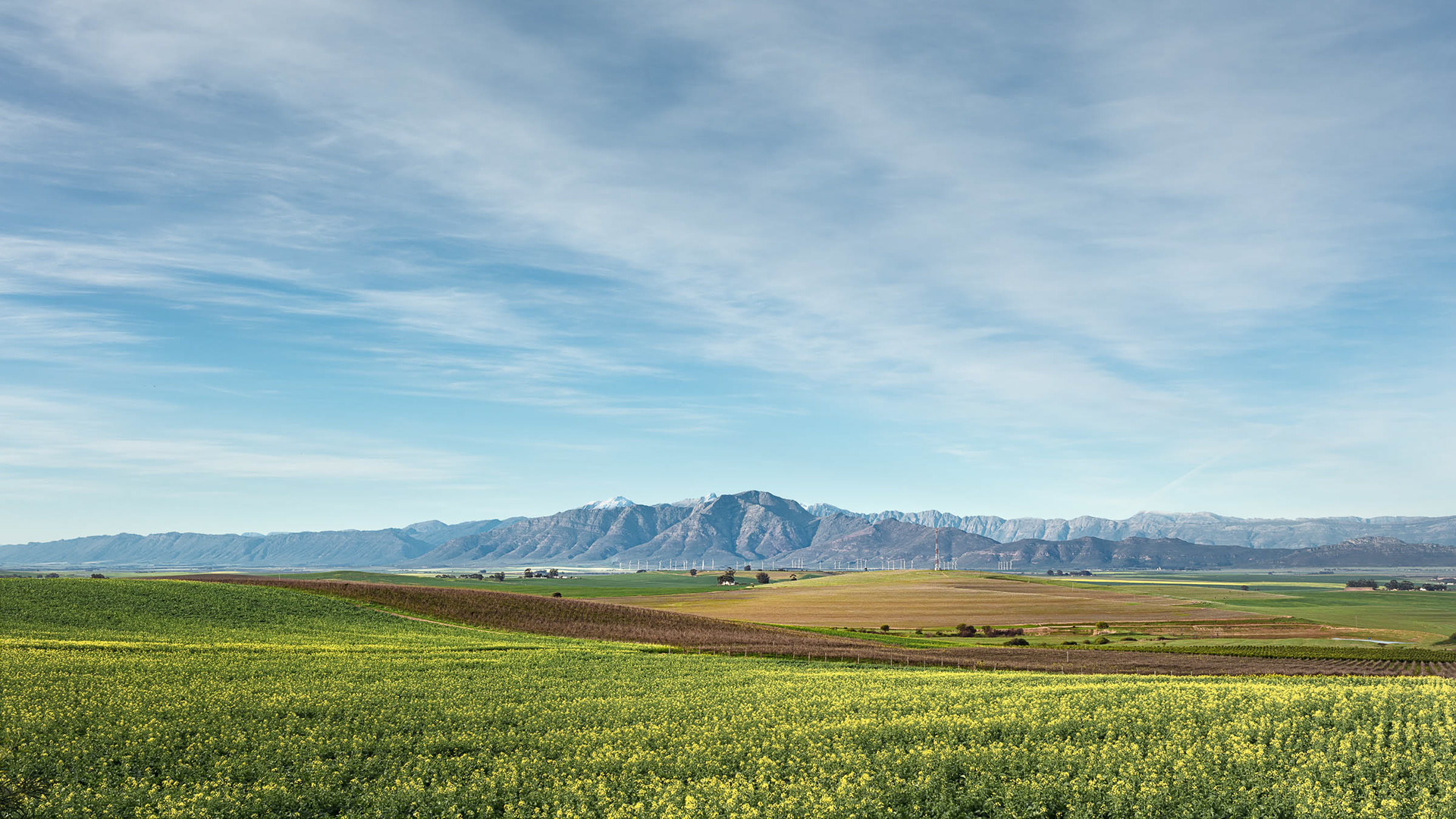 "Saronsberg & Canola"