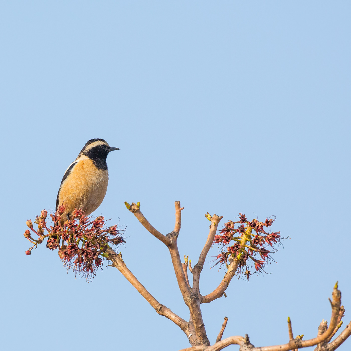 Buff-streaked Chat