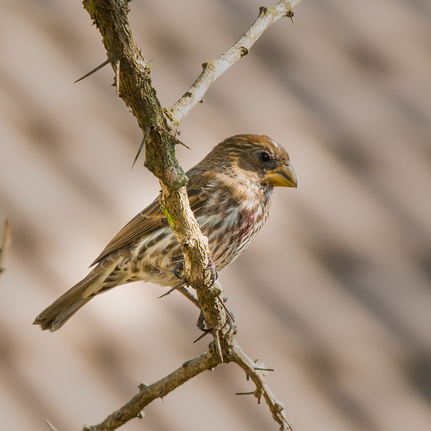 R807 Thick-billed Weaver