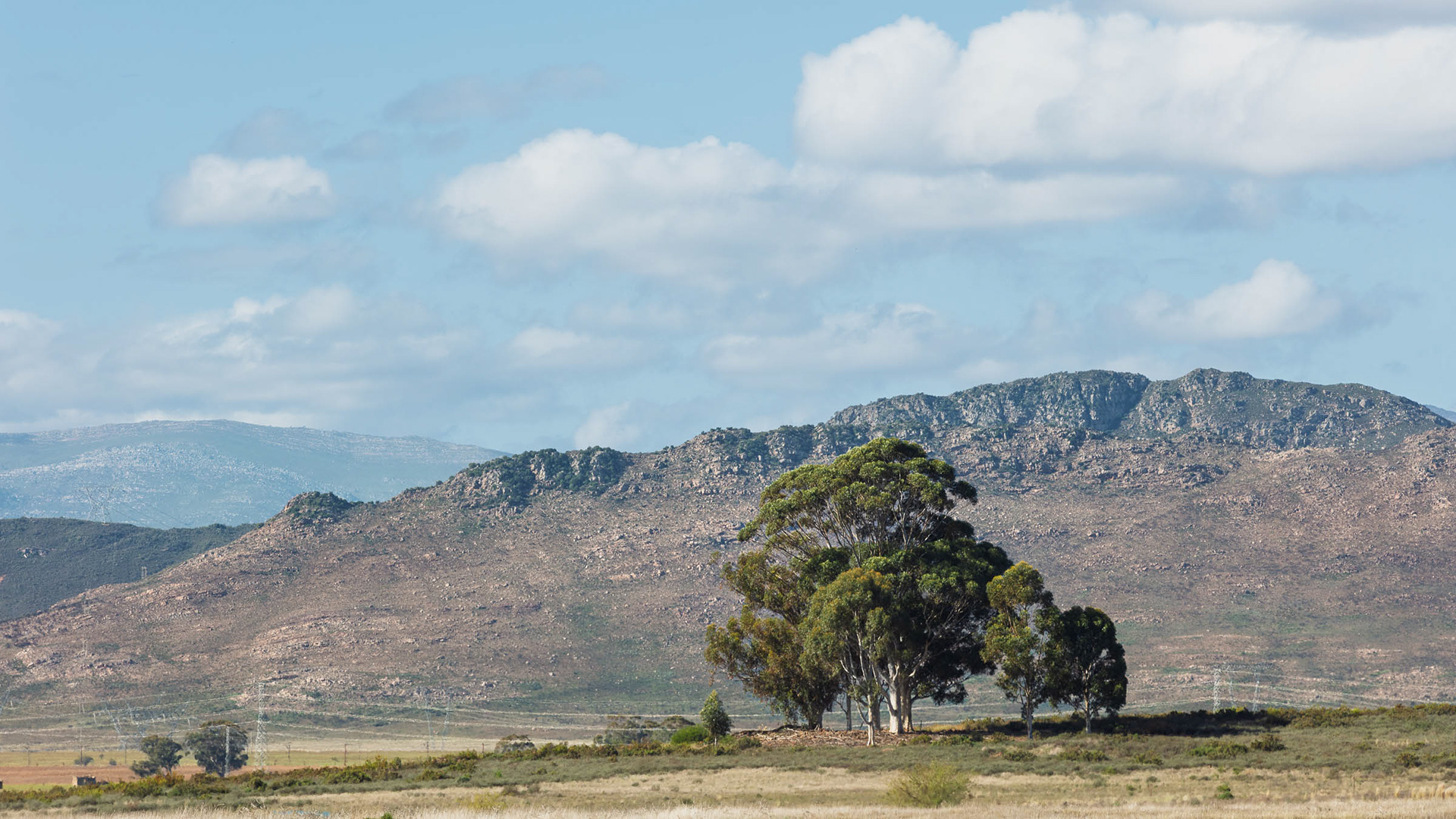 Tree And The Voëlvlei Mountains