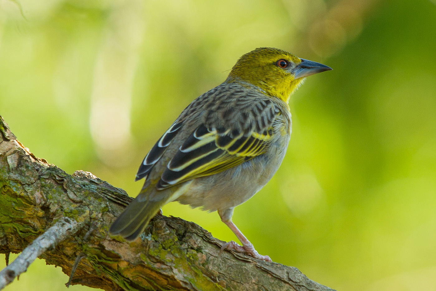 Southern Masked Weaver