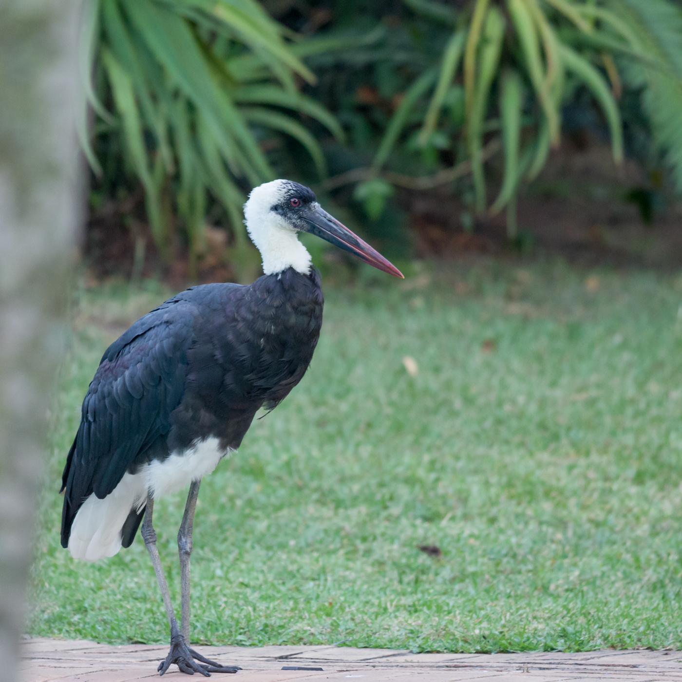 Wooly-necked Stork