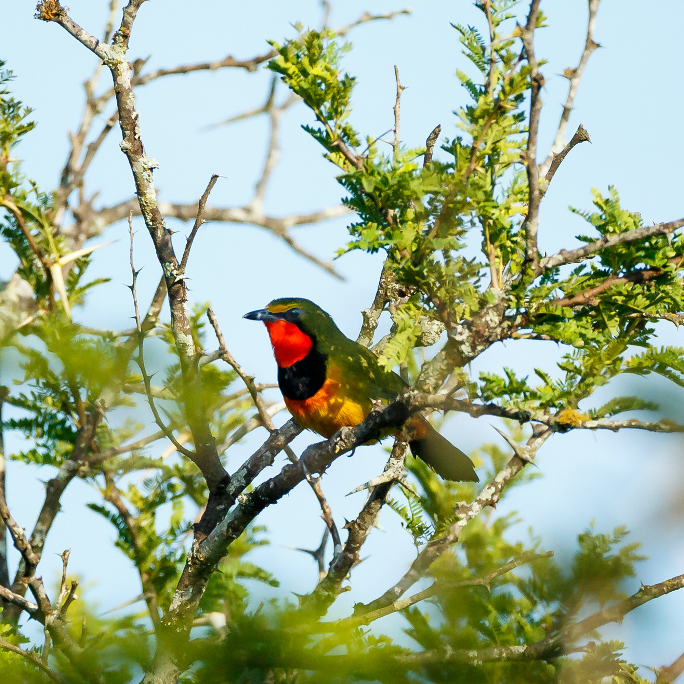 Gorgeous Bushshrike