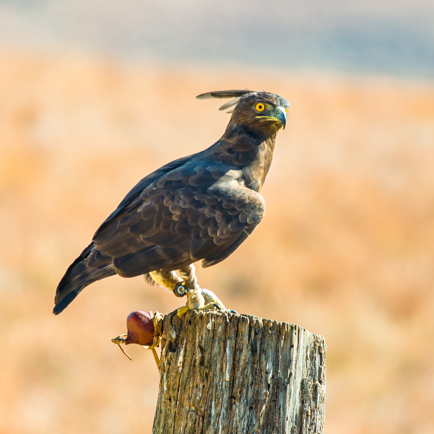 Long-crested Eagle