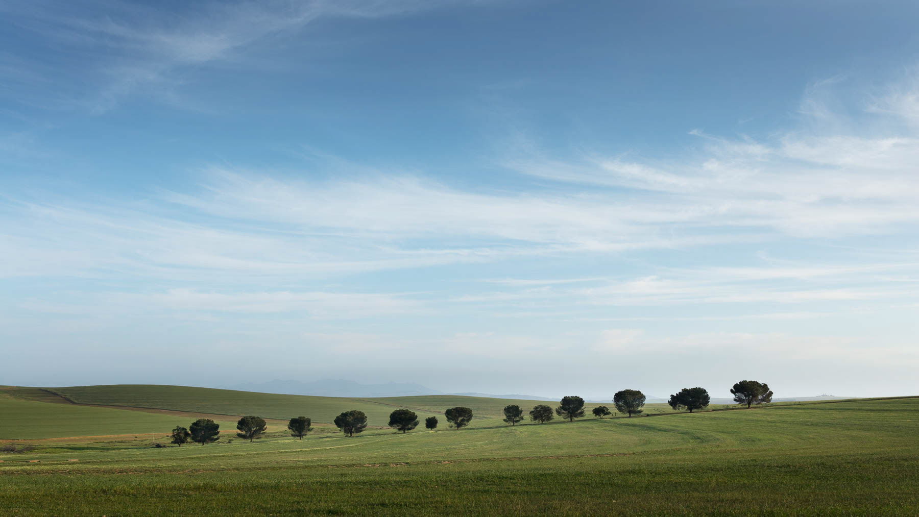 "Treeline"